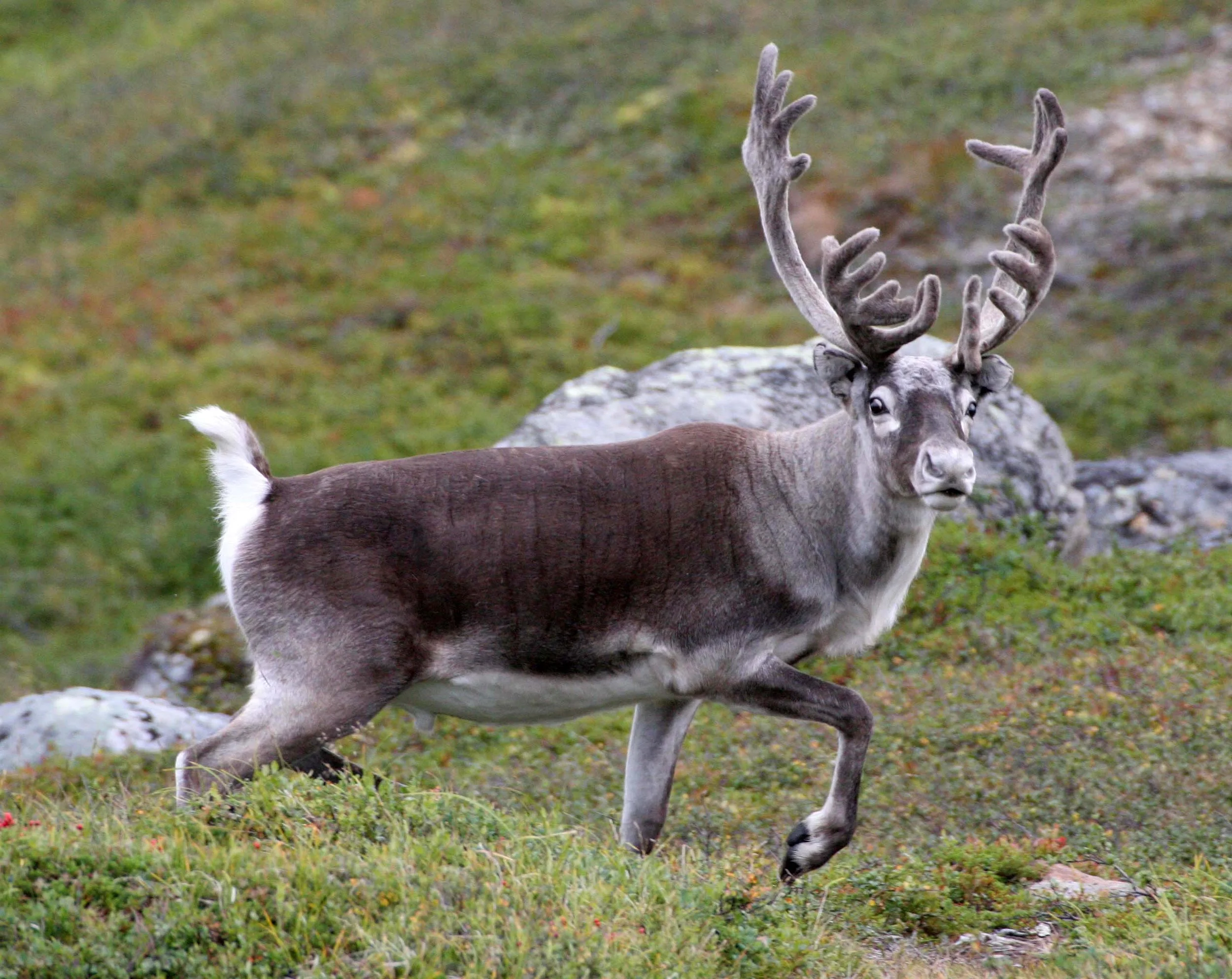 CERVID - CARIBOU - EUROPEAN CARIBOU - DOMESTIC AND WILD - LAPPLAND SCANDANAVIA (32).jpg
