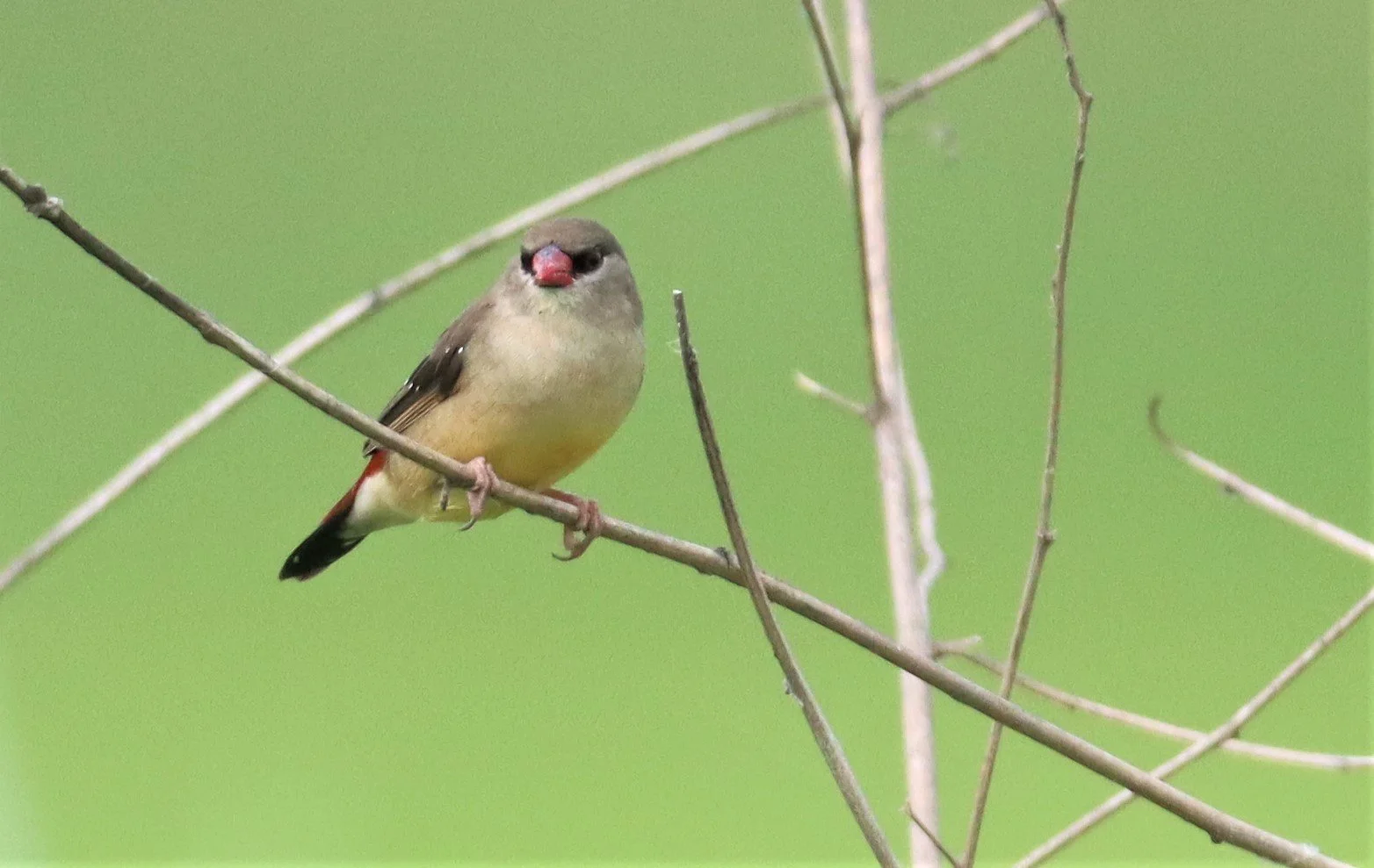 RED AVADAVAT - Amandava amandava - LAT KRABANG WETLANDS THAP YAO (51).jpg
