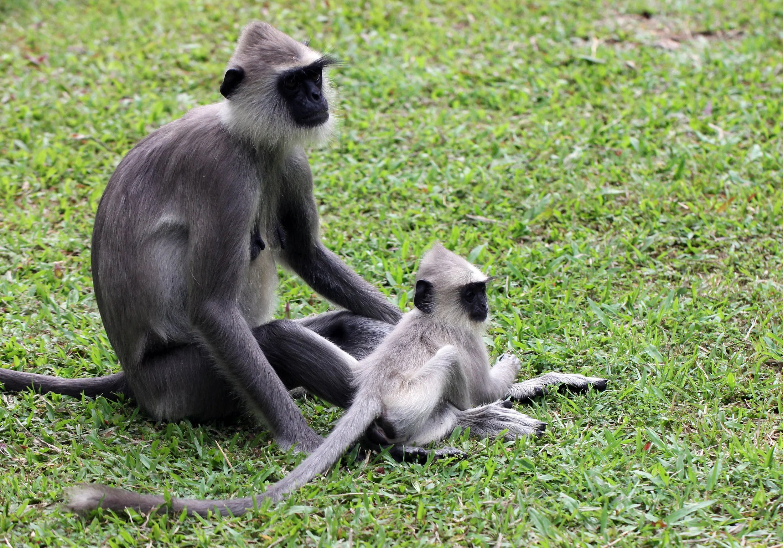 CERCOPITHECIDAE - Semnopithecus priam thersites - SRI LANKAN GRAY (TUFTED) LANGUR - SRIGIRIYA FOREST AND FORTRESS AREA SRI LANKA (41).JPG