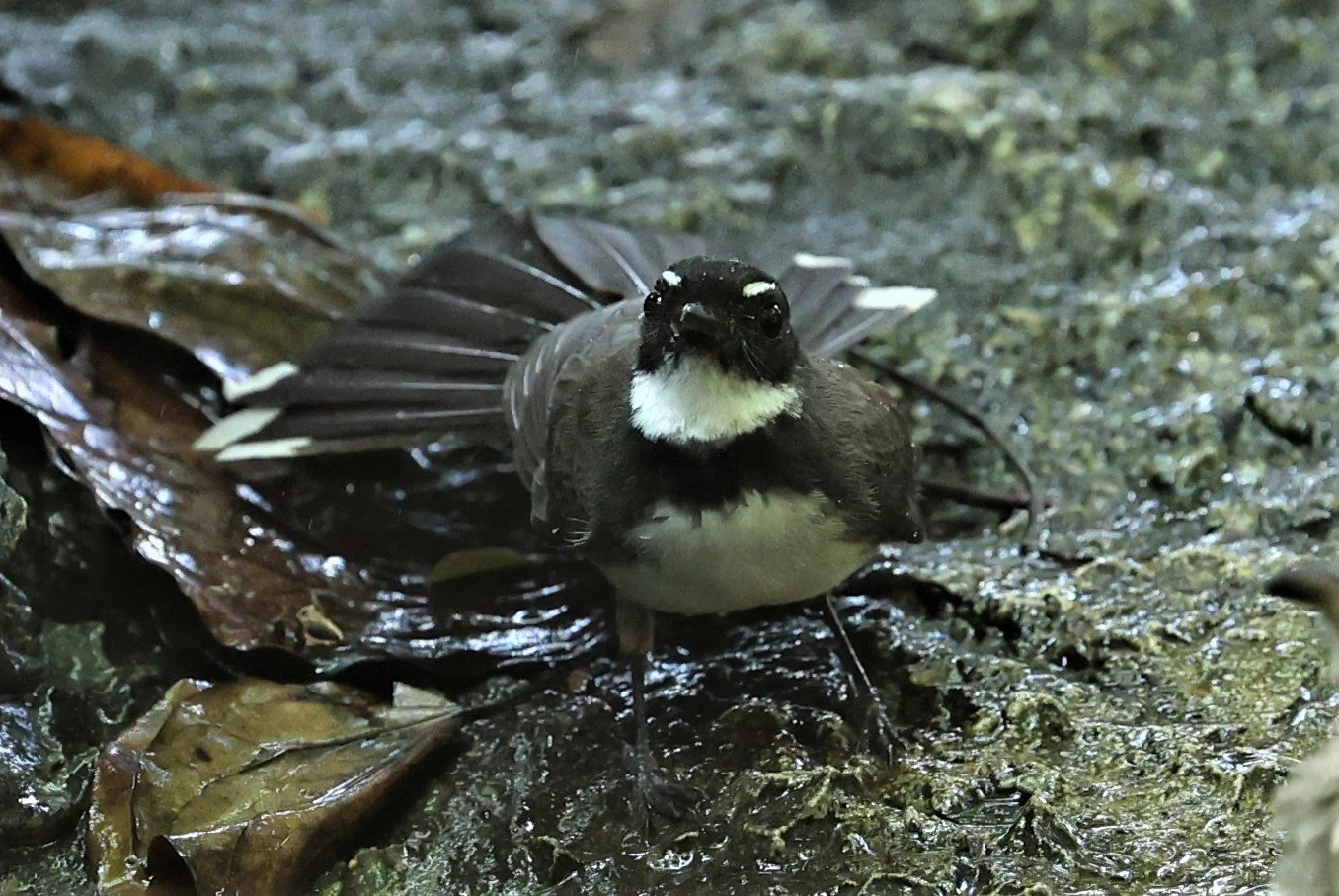 FANTAIL - PIED FANTAIL - Rhipidura javanica - WAT THAM PRATHUM CHONBURI March 2022 (4).jpg