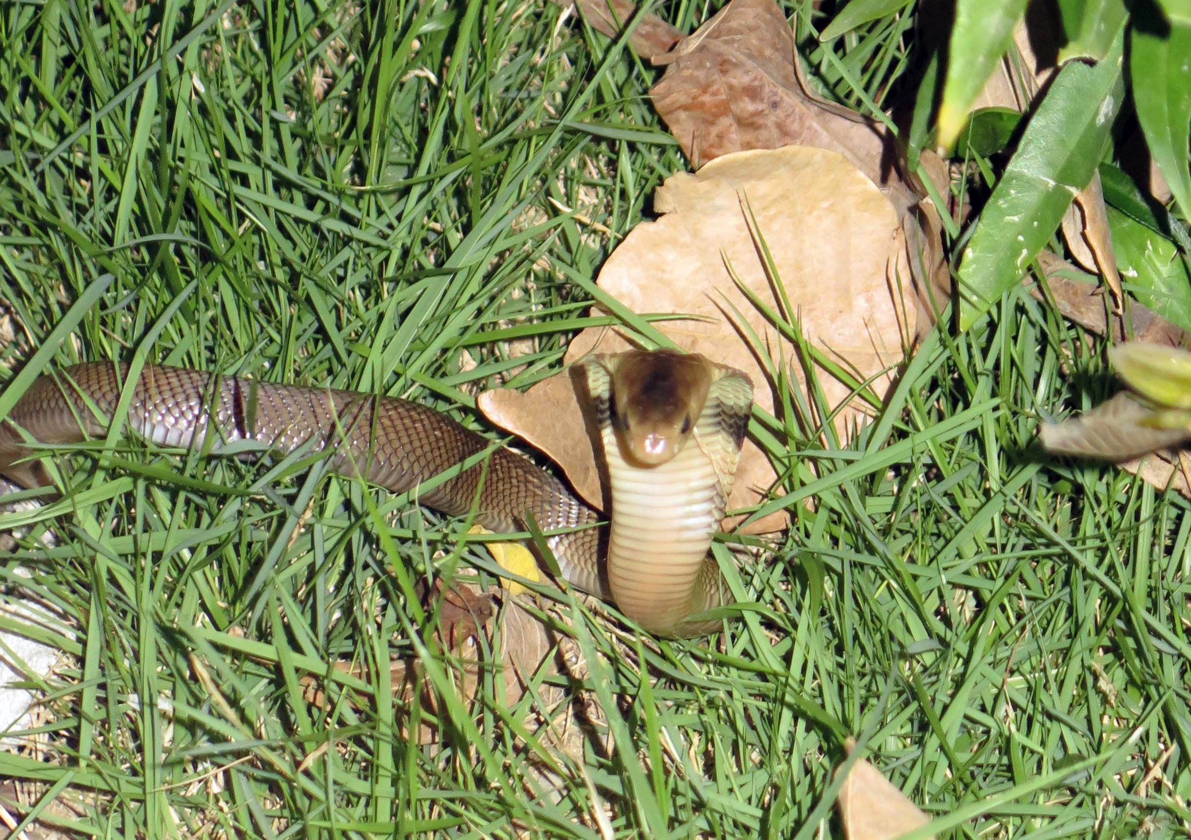 Naja kaothia - MONOCOLED COBRA - NONTHABURI HOUSE THAILAND (3).JPG