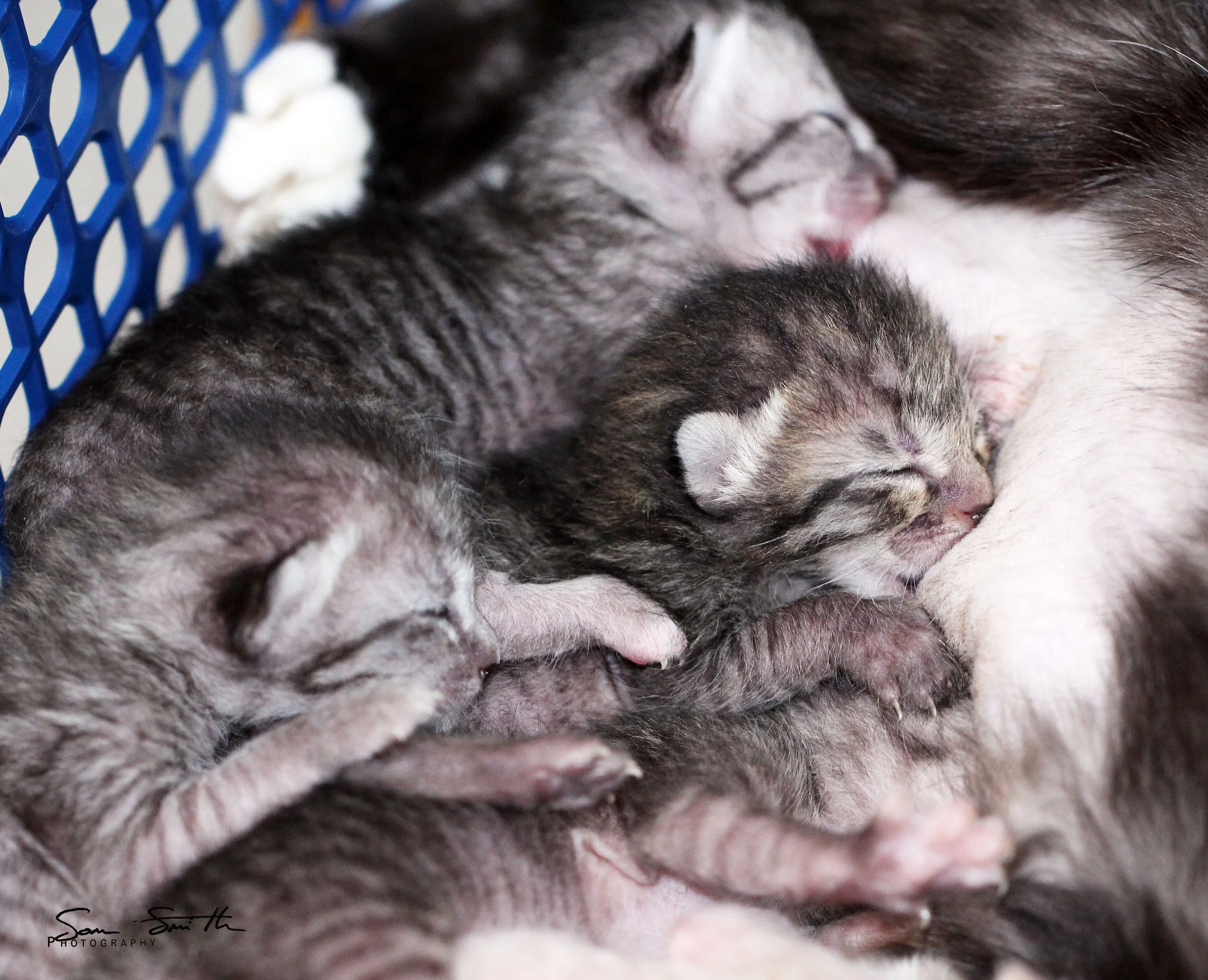 2017 Graffiti Tour in Bangkok (561).JPG