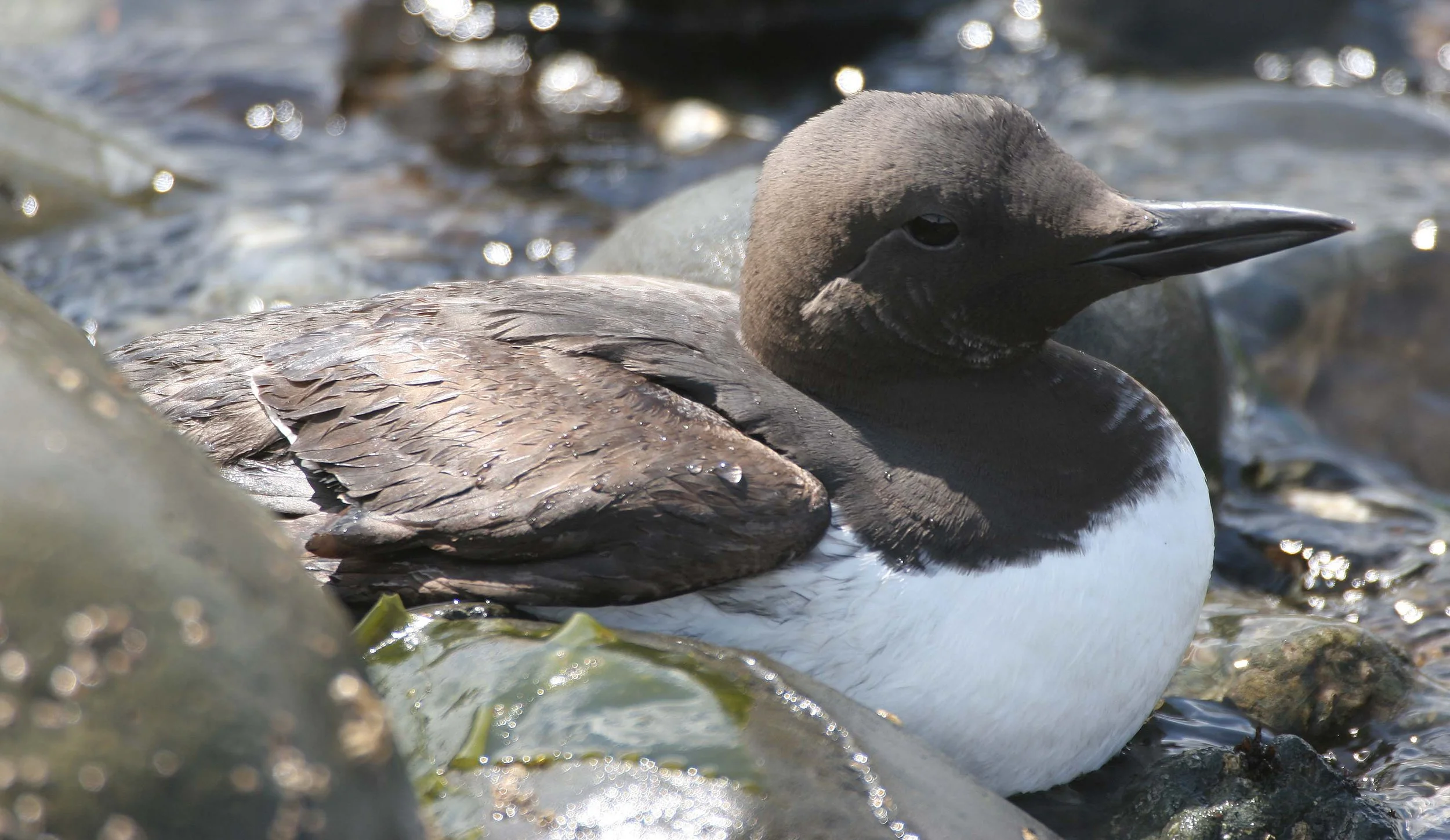 Uria aalge - COMMON MURRE - FRESHWATER BAY (4).jpg