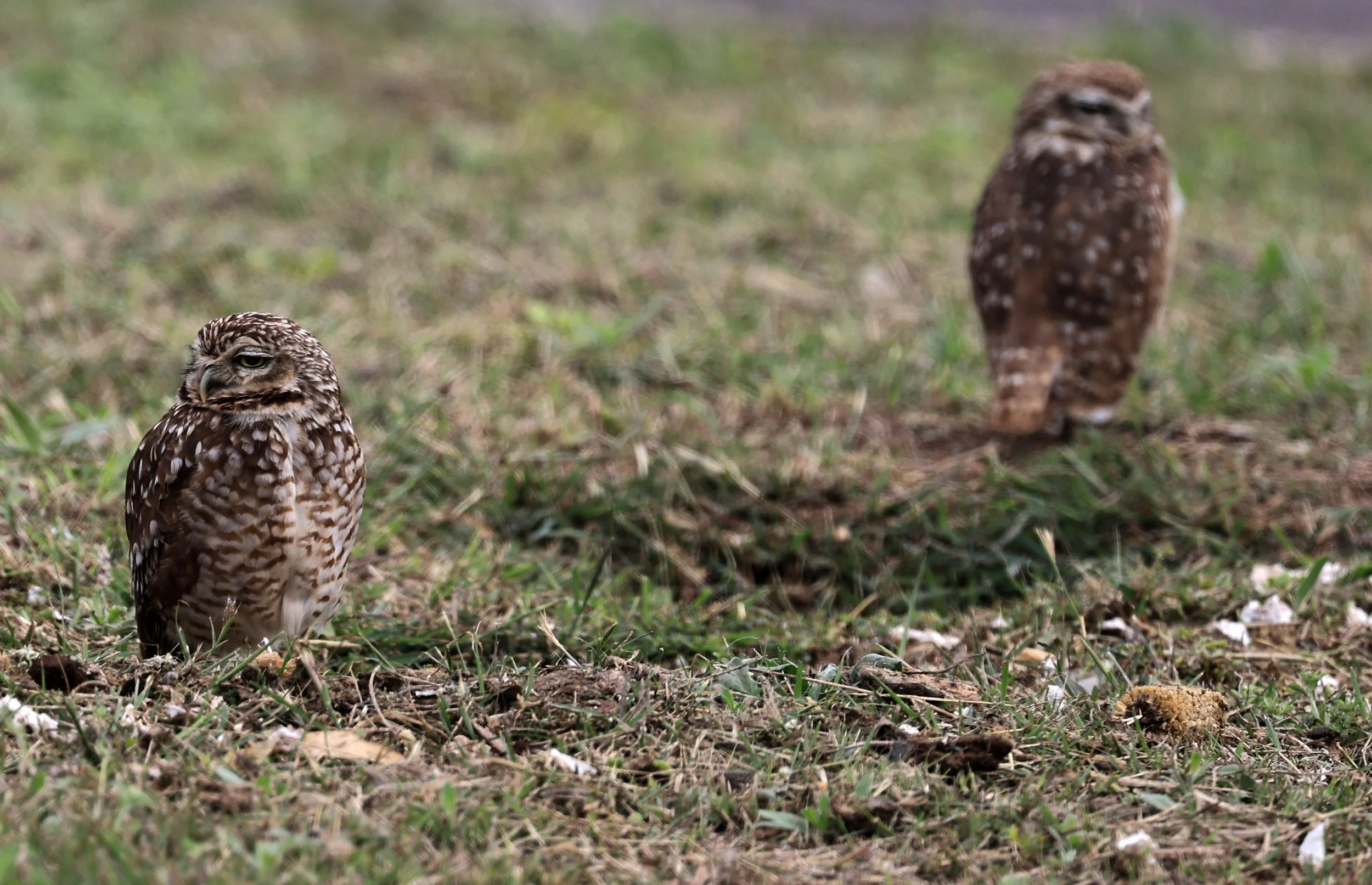 Burrowing Owl (Athene cunicularia) Aurora Chaquena near Neuland Mennonite Colony Paraguay (8).jpg