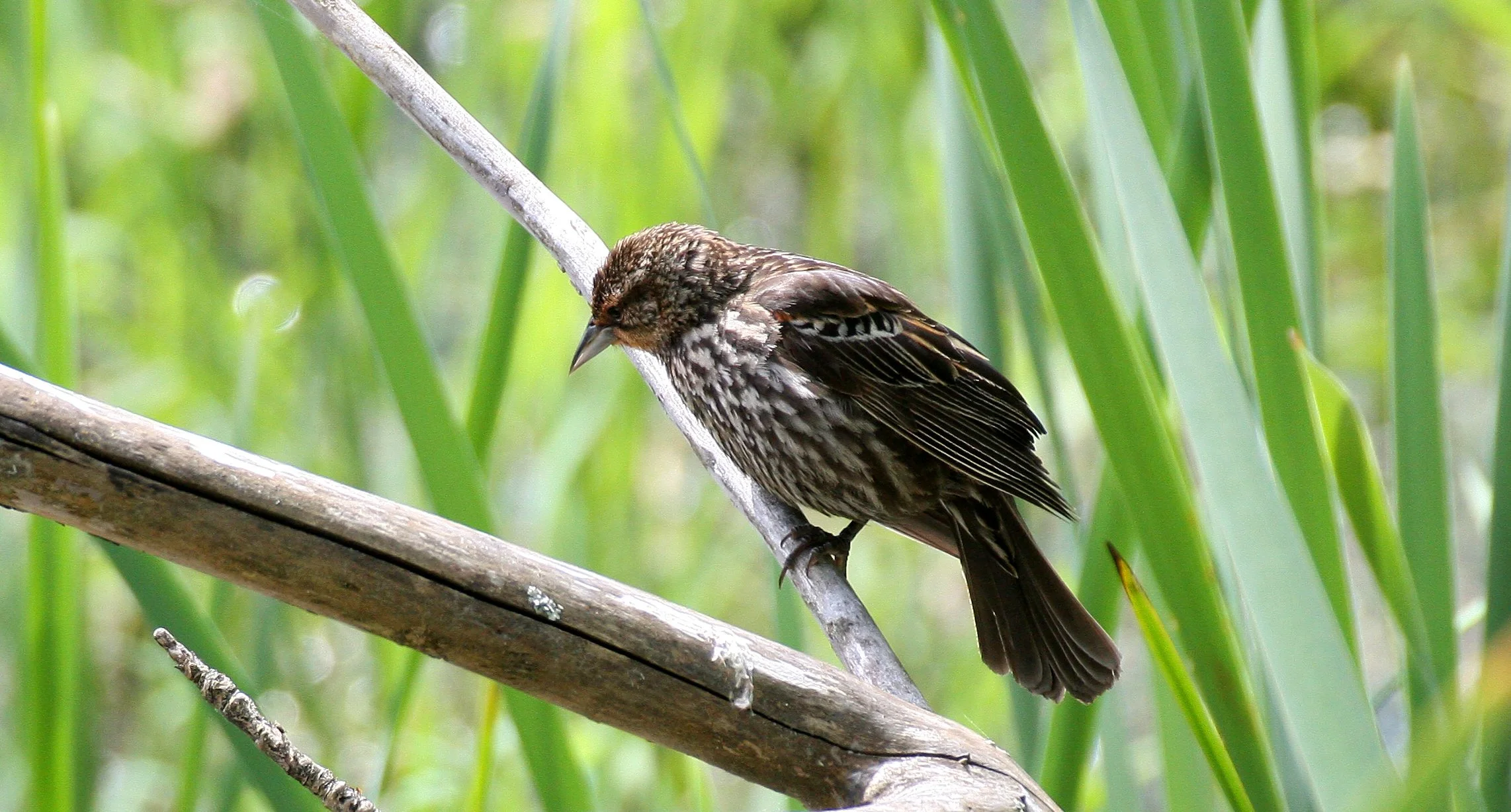 Red-winged Blackbird (Agelaius phoeniceus) Ridgefield NWR Washington (1).JPG