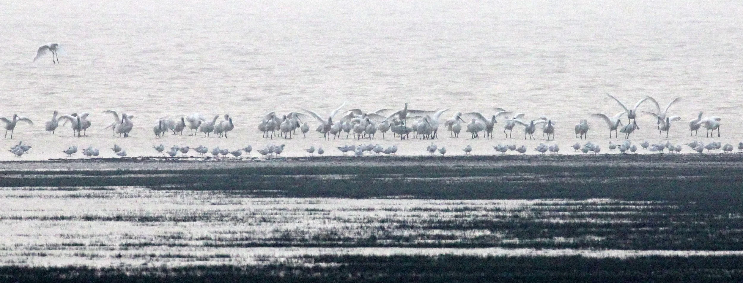SPOONBILL - EURASIAN SPOONBILL - Platalea leucorodia - POYANG LAKE - CHINA - JIANGXI PROVINCE (10).JPG