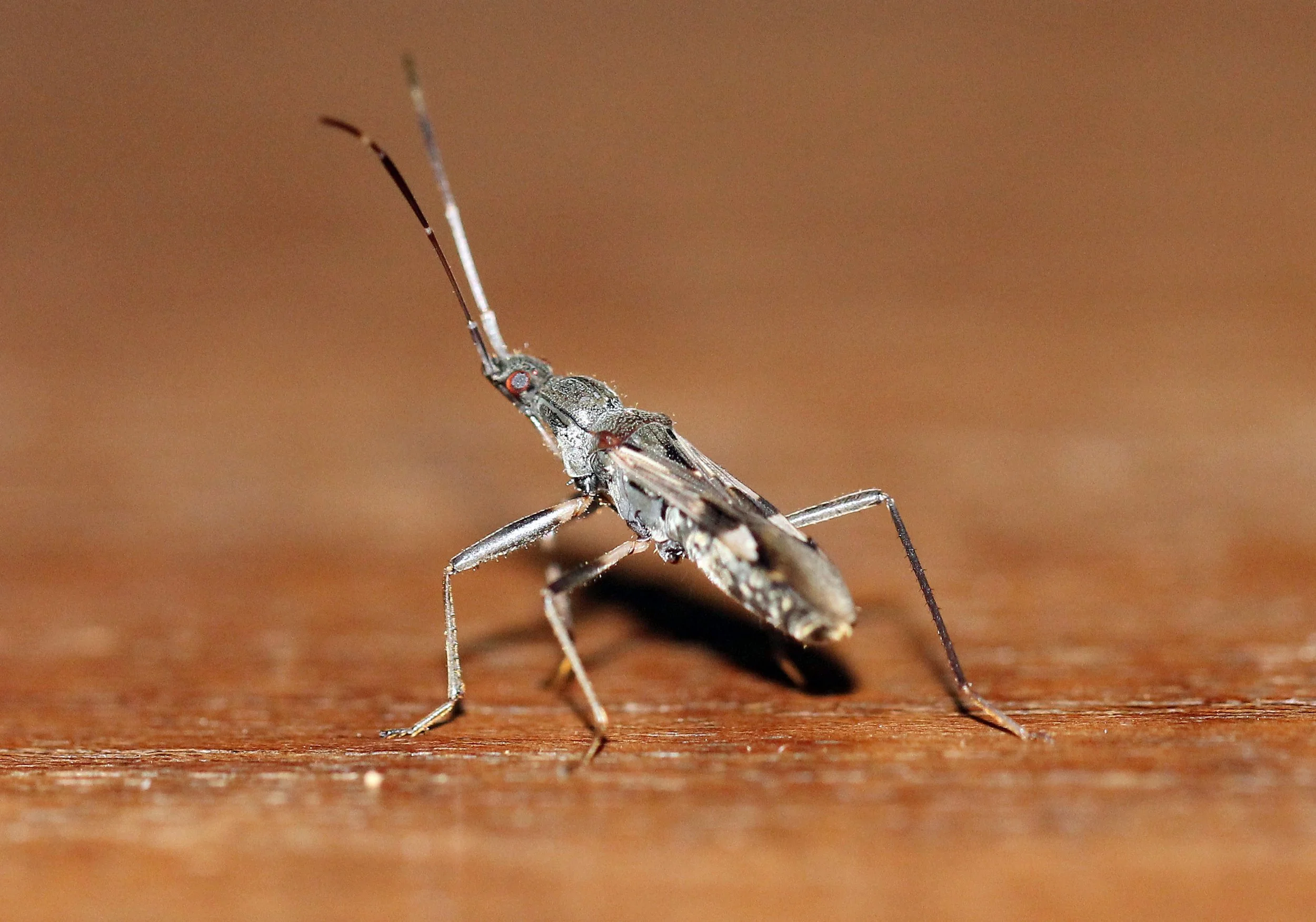 Metochus species - Koh Lanta, Thailand (4).JPG