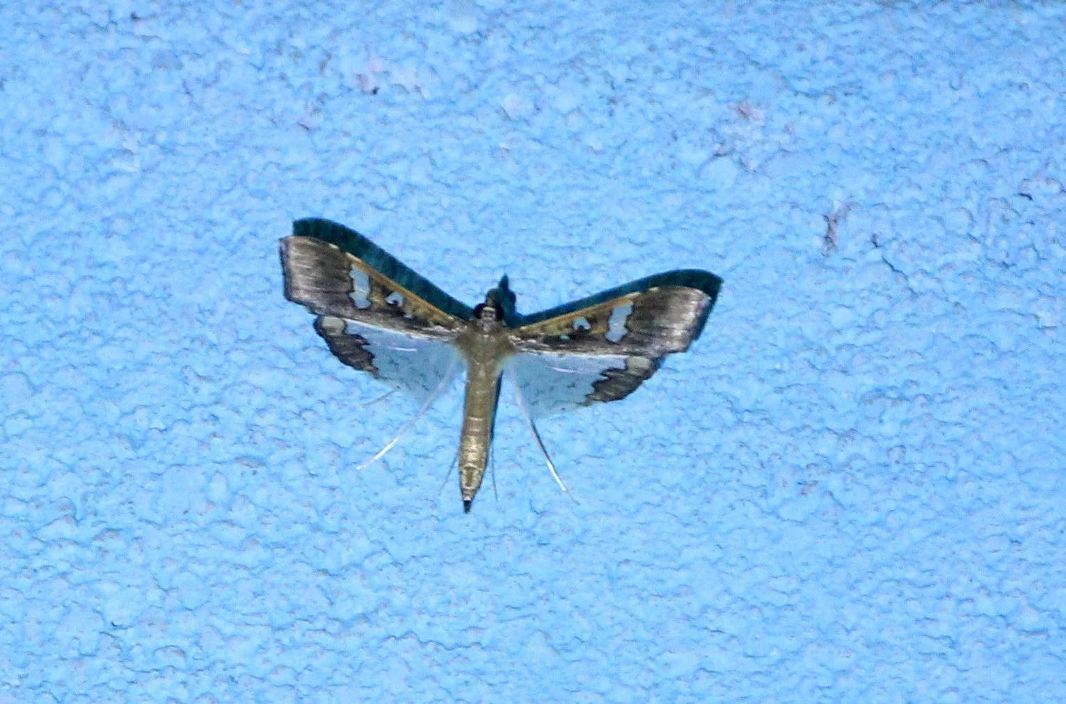 Crambide - Maruca vitrata - Singharaja NP, Southern India