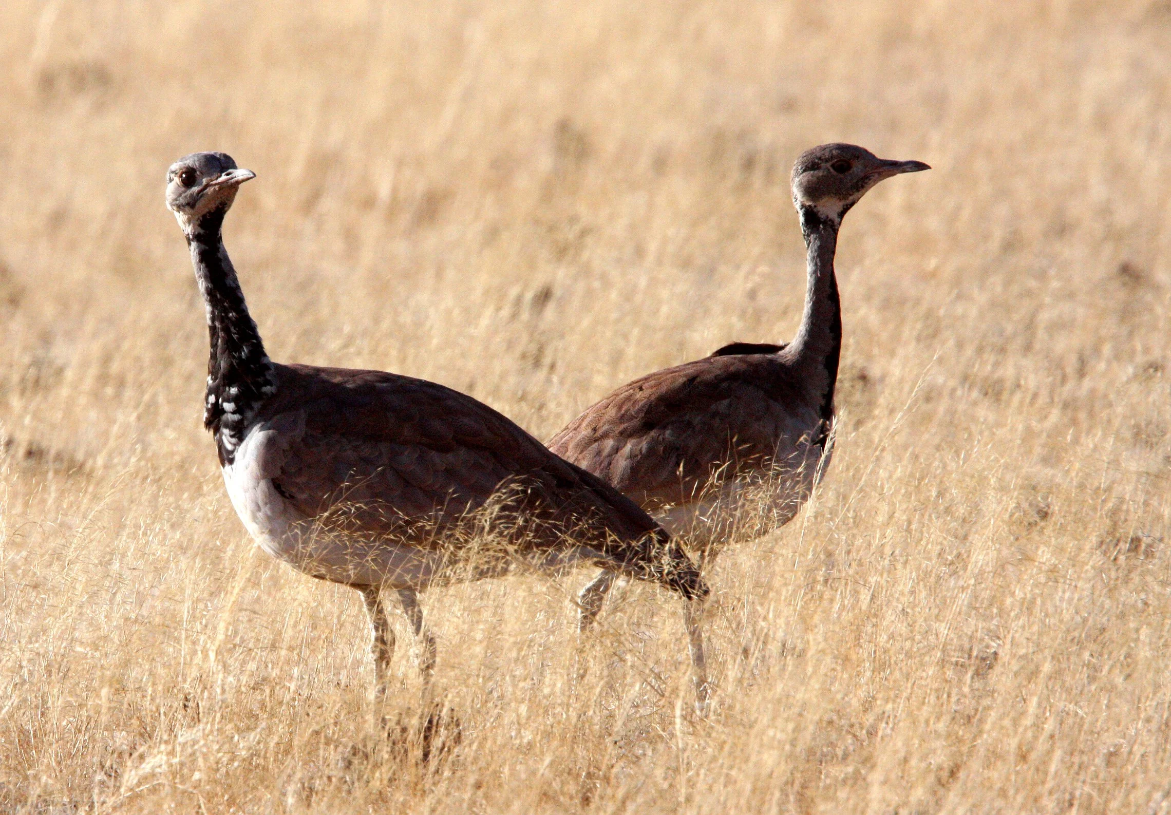 Ruppell's Korhaan (Eupodotis reupellii) Damaraland Namibia (10).JPG
