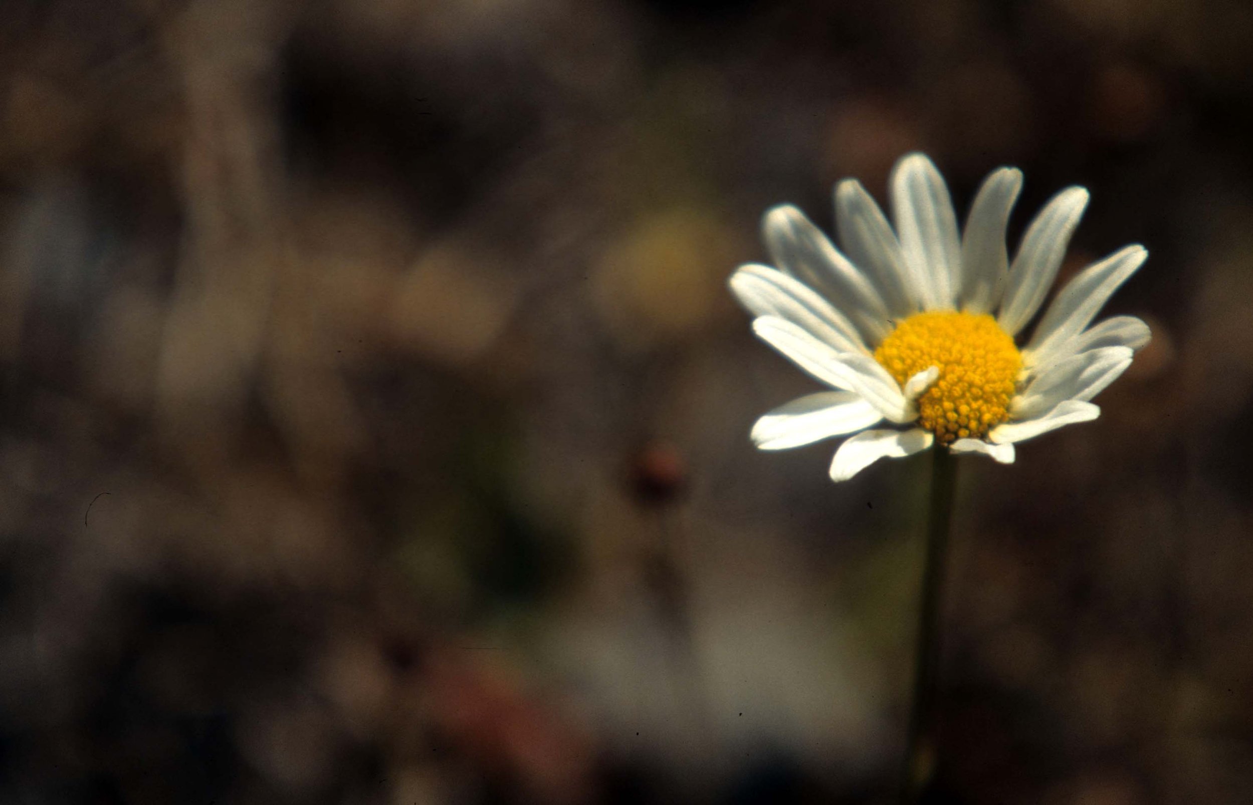 CALIFORNIA - REDWOODS NP - ASTERACEAE SPECIES (2).jpg