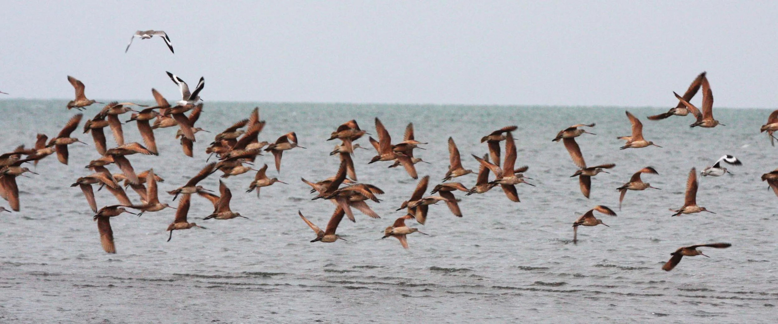 BIRD - GODWIT - MARBLED GODWITS WITH WILLETS - SAN IGNACIO LAGOON BAJA MEXICO (3).JPG