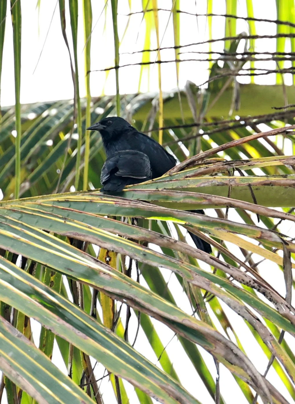 Chopi Blackbird - Gnorimopsar chopi - Estancia, Sergipe & Northern Bahia State, Brazil