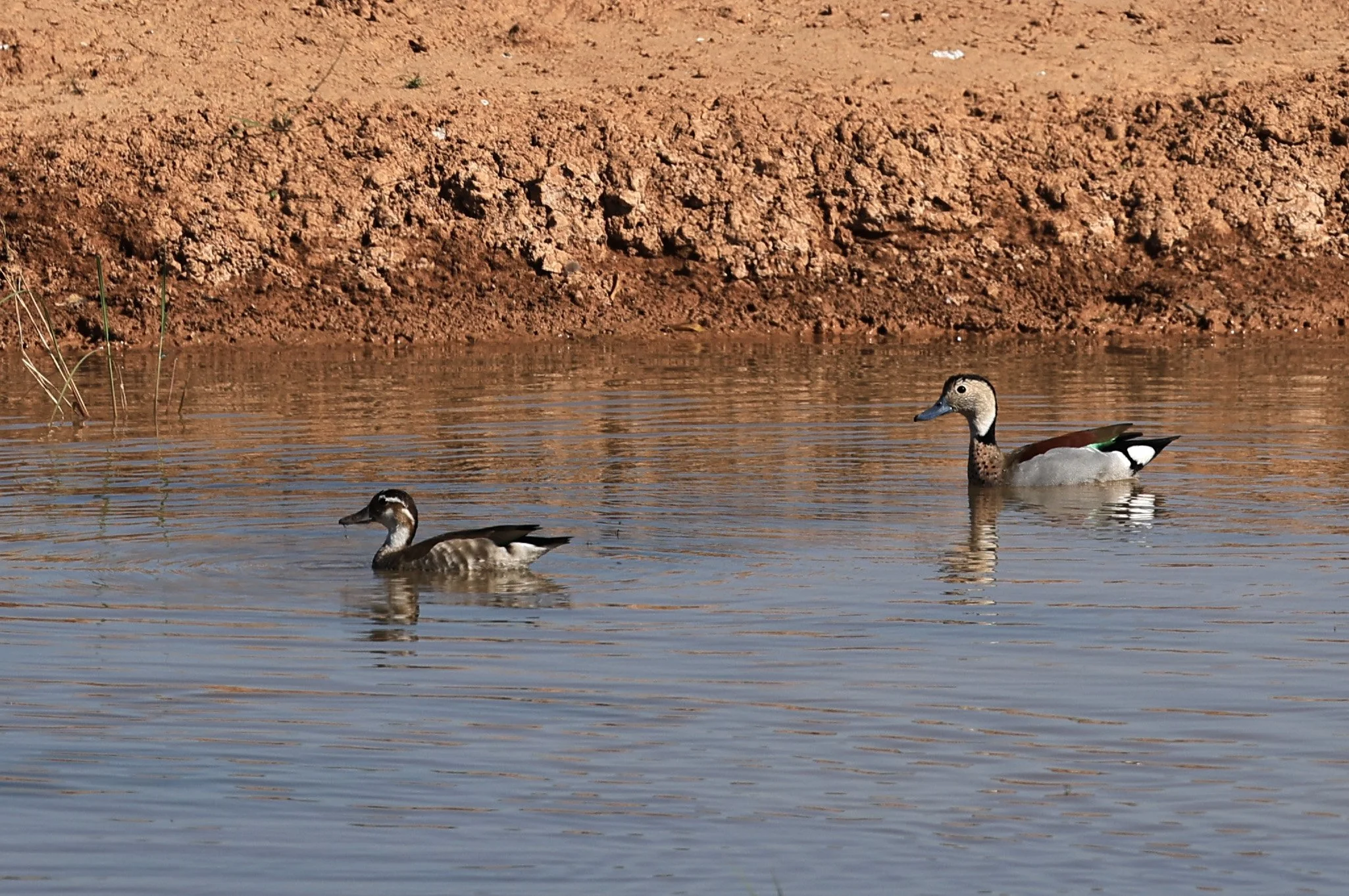 Ringed Teal (Callonetta leucophrys) Hotel Iparoma Campestre Paraguay (25).jpg