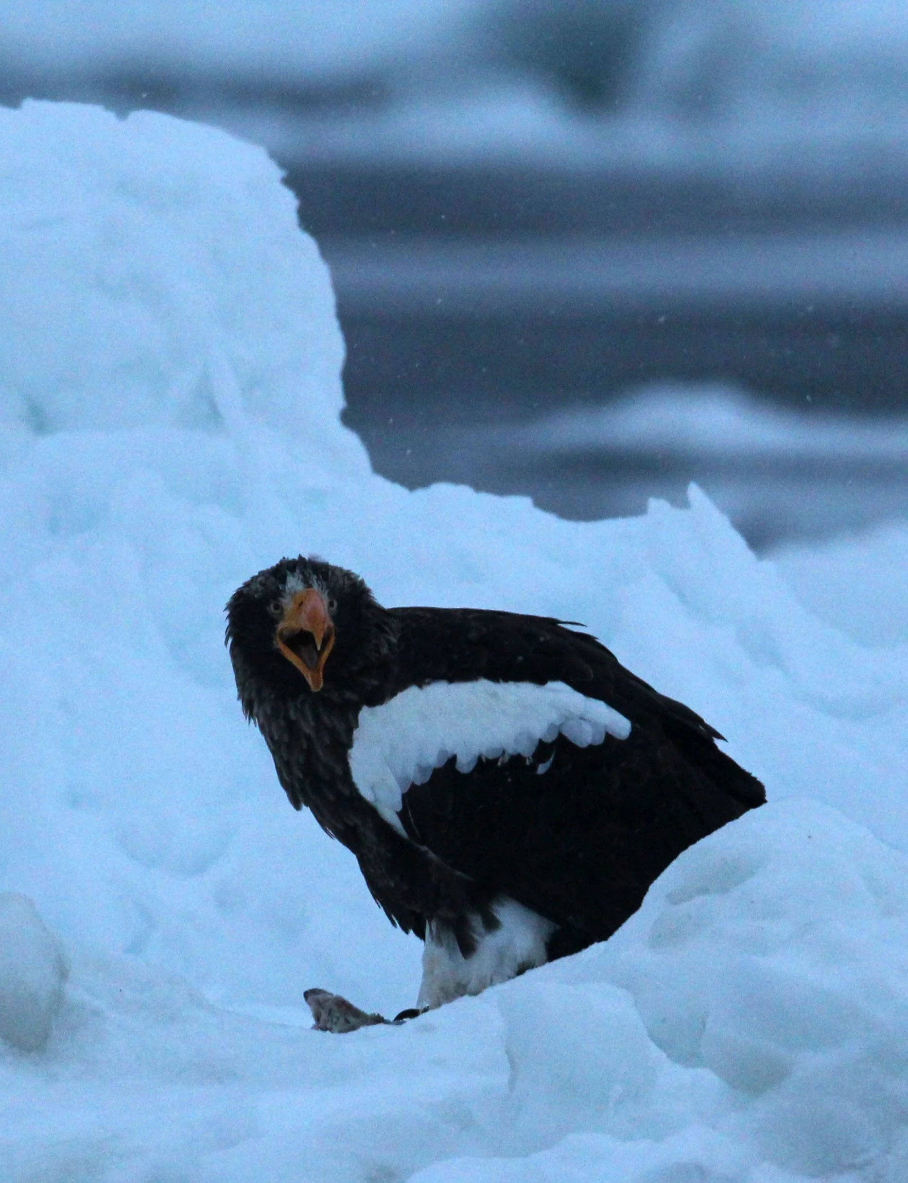 Haliaeetus pelagicus - STELLER'S SEA EAGLE - RAUSU, SHIRETOKO PENINSULA, HOKKAIDO JAPAN (223).JPG