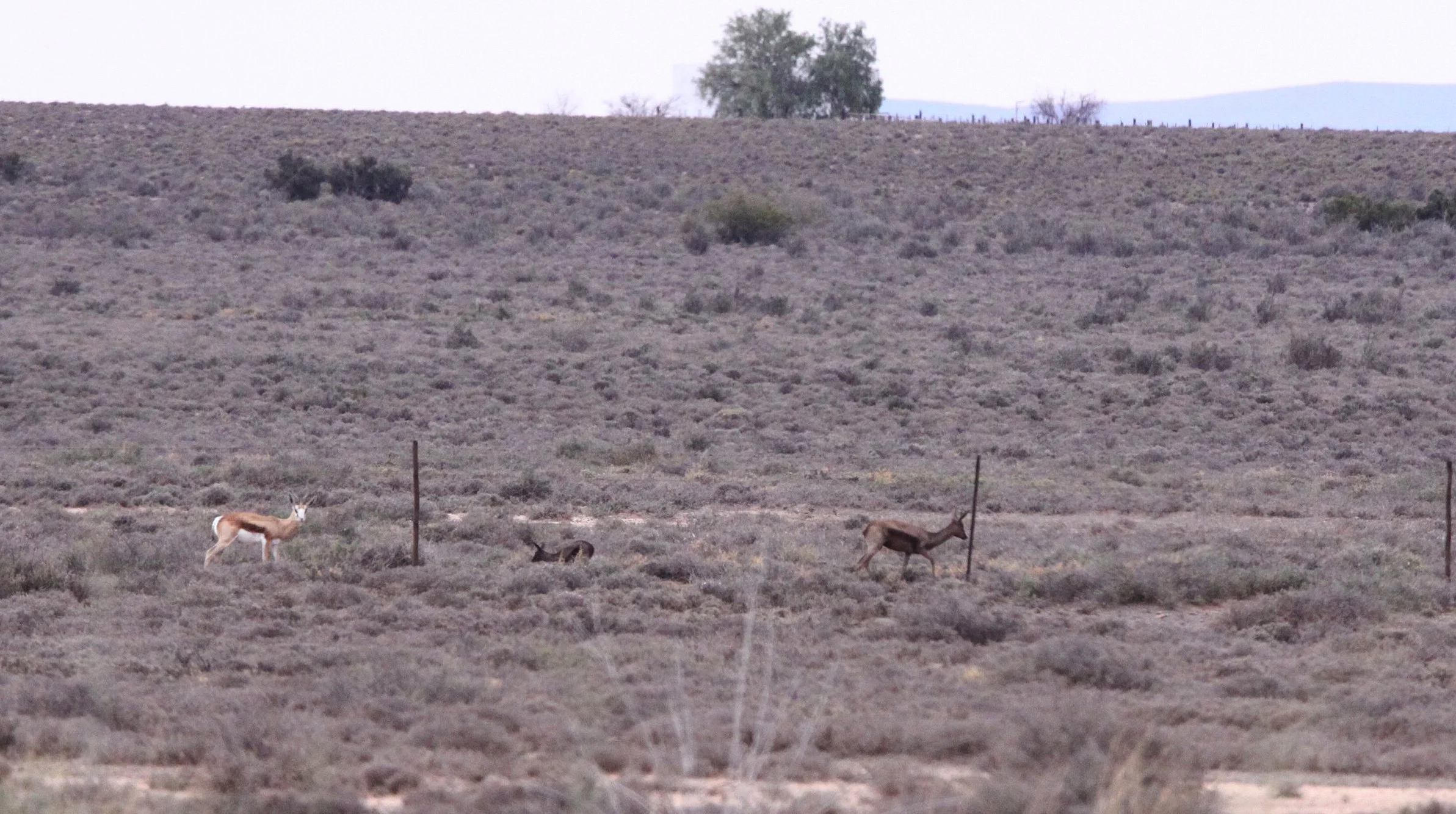 SPRINGBOK - SOUTH AFRICAN SPRINGBOK - Antidorcus marsupialis - BLACK FORMS - KAROO NATIONAL PARK SOUTH AFRICA (5).JPG