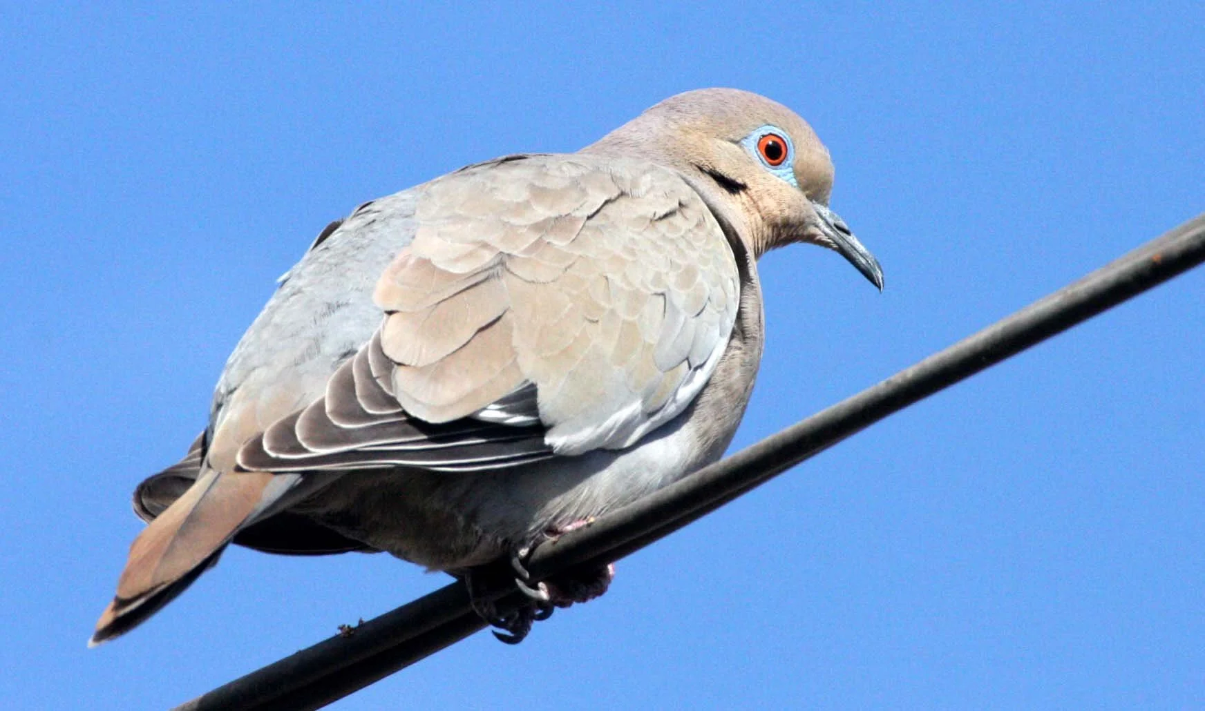 White-winged Dove (Zenaida asiatica) Loreto Baja Mexico (4).JPG