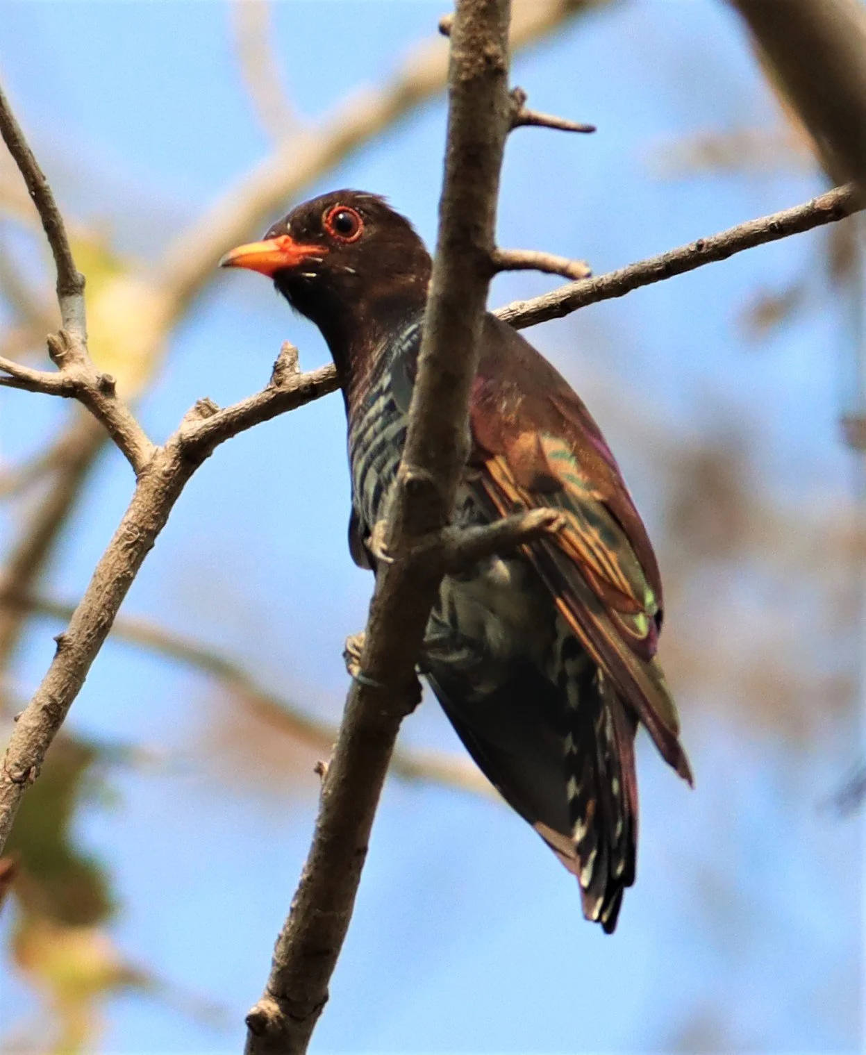 Violet Cuckoo (Chrysococcyx xanthorhynchus) Rama IX Park Bangkok (11).jpg