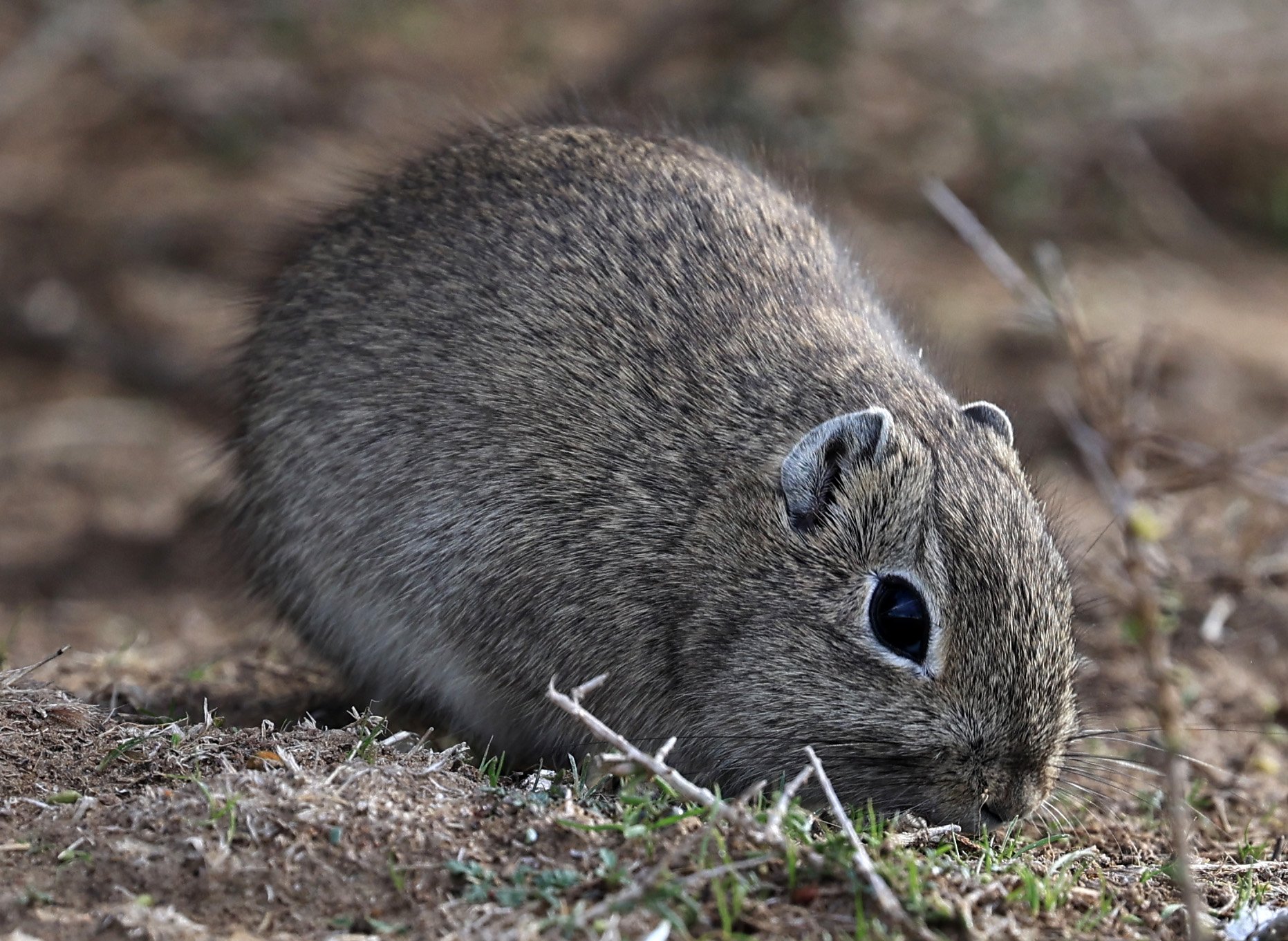 Southern Mountain Cavy (Microcavia australis) Valdes Peninsula, Chubut Province, Argentina Day 2 (1 (77).jpg