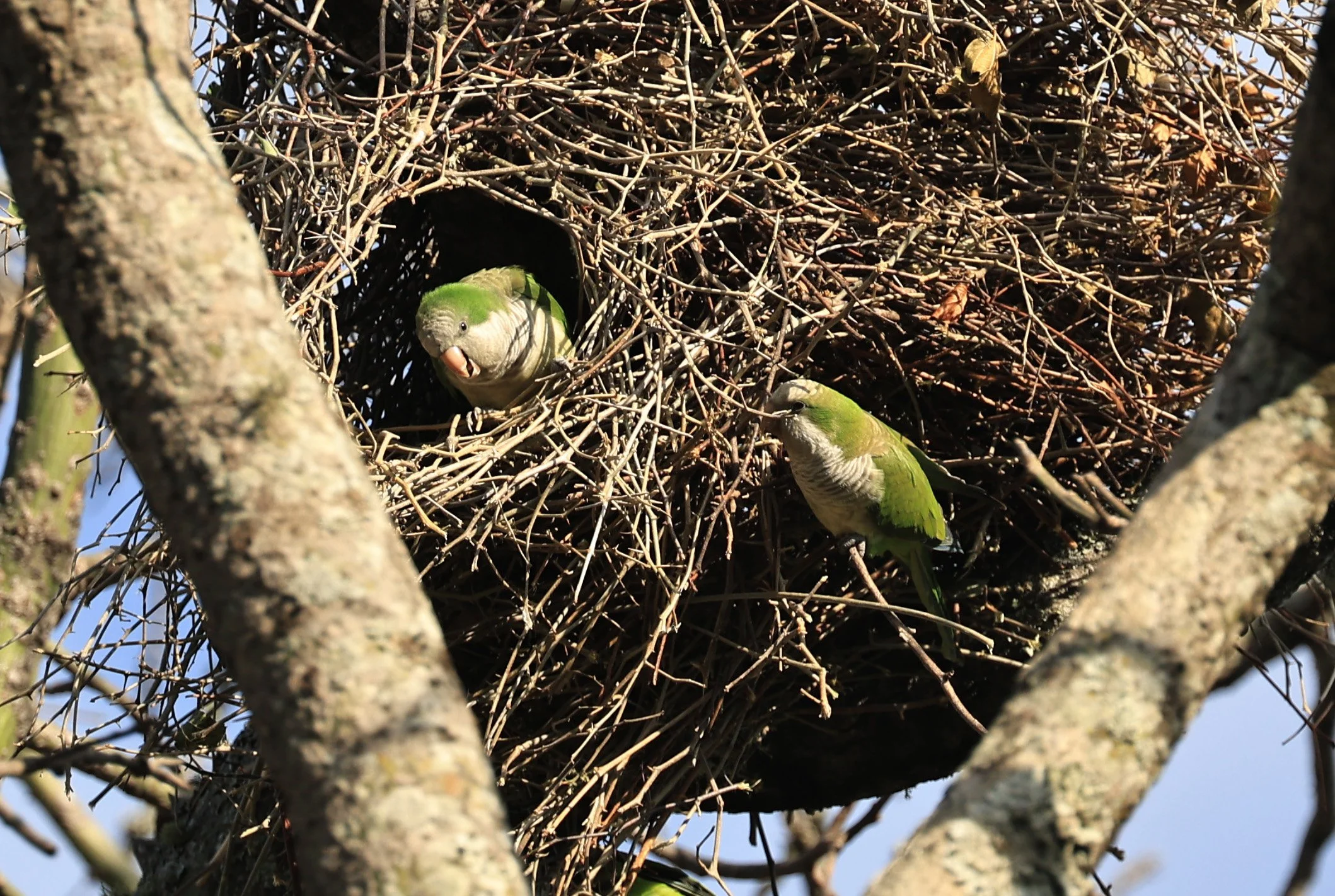 Monk Parakeet (Myiopsitta monachus) Estancia Campo'i Paraguay 