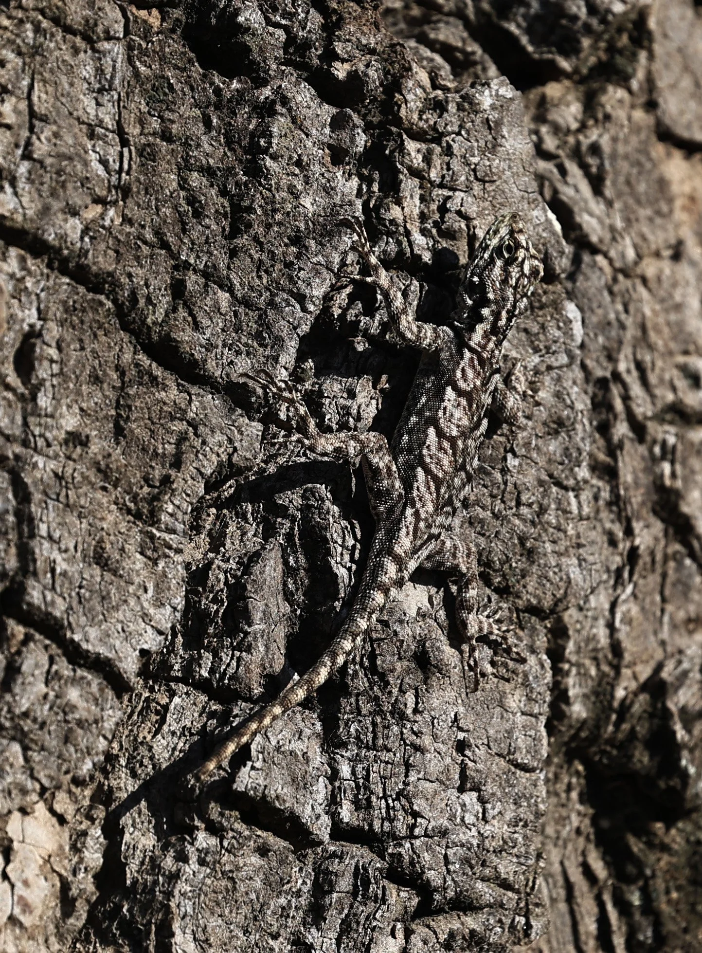 Spiny Lava Lizard (Tropidurus spinulosus) Fortin Toledo Paraguay (3).jpg