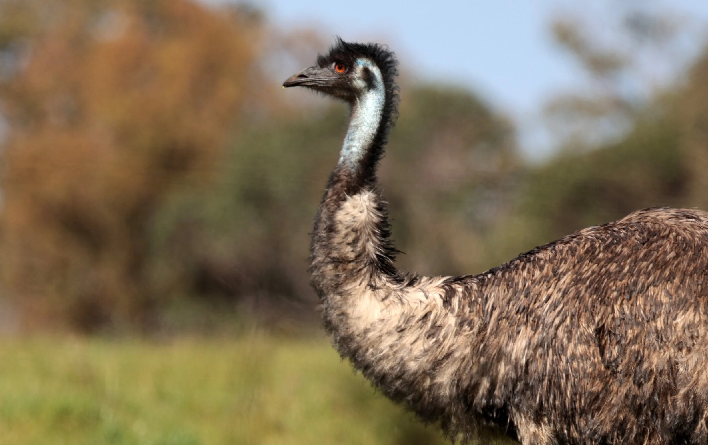 Emu (Dromaius novaehollandiae) Mt Frankland NP - Western Australia (62).jpg
