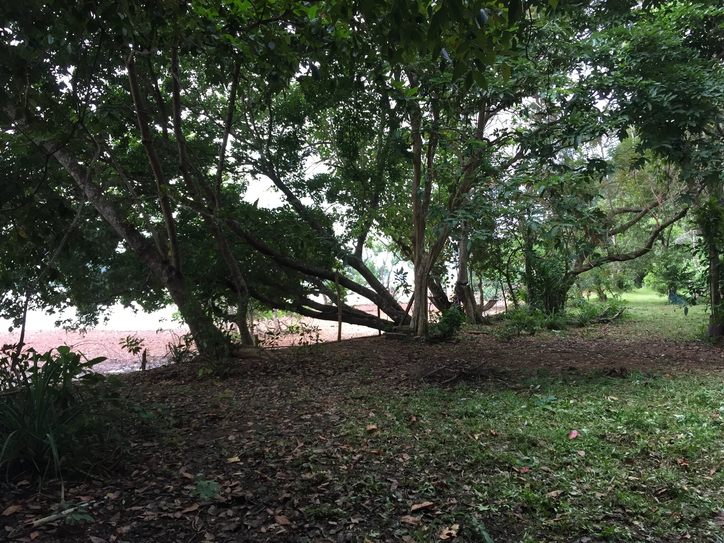 2015 Koh Lanta Garden & Nature (177).JPG