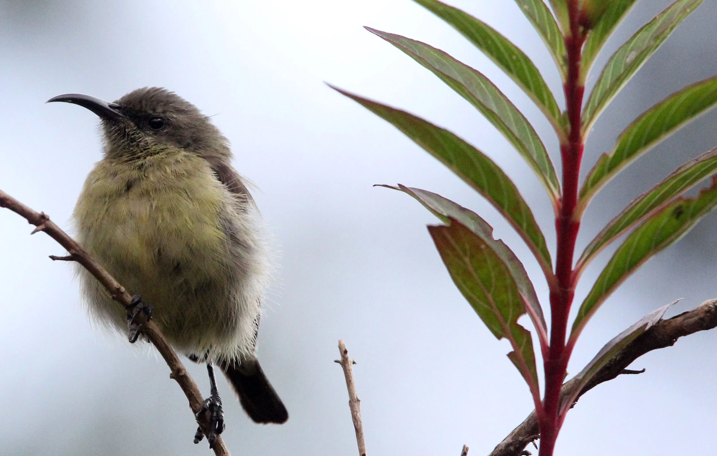 BIRD - SUNBIRD - RWENZORI DOUBLE-COLLARED SUNBIRD - NYUNGWE NATIONAL PARK RWANDA (12).JPG