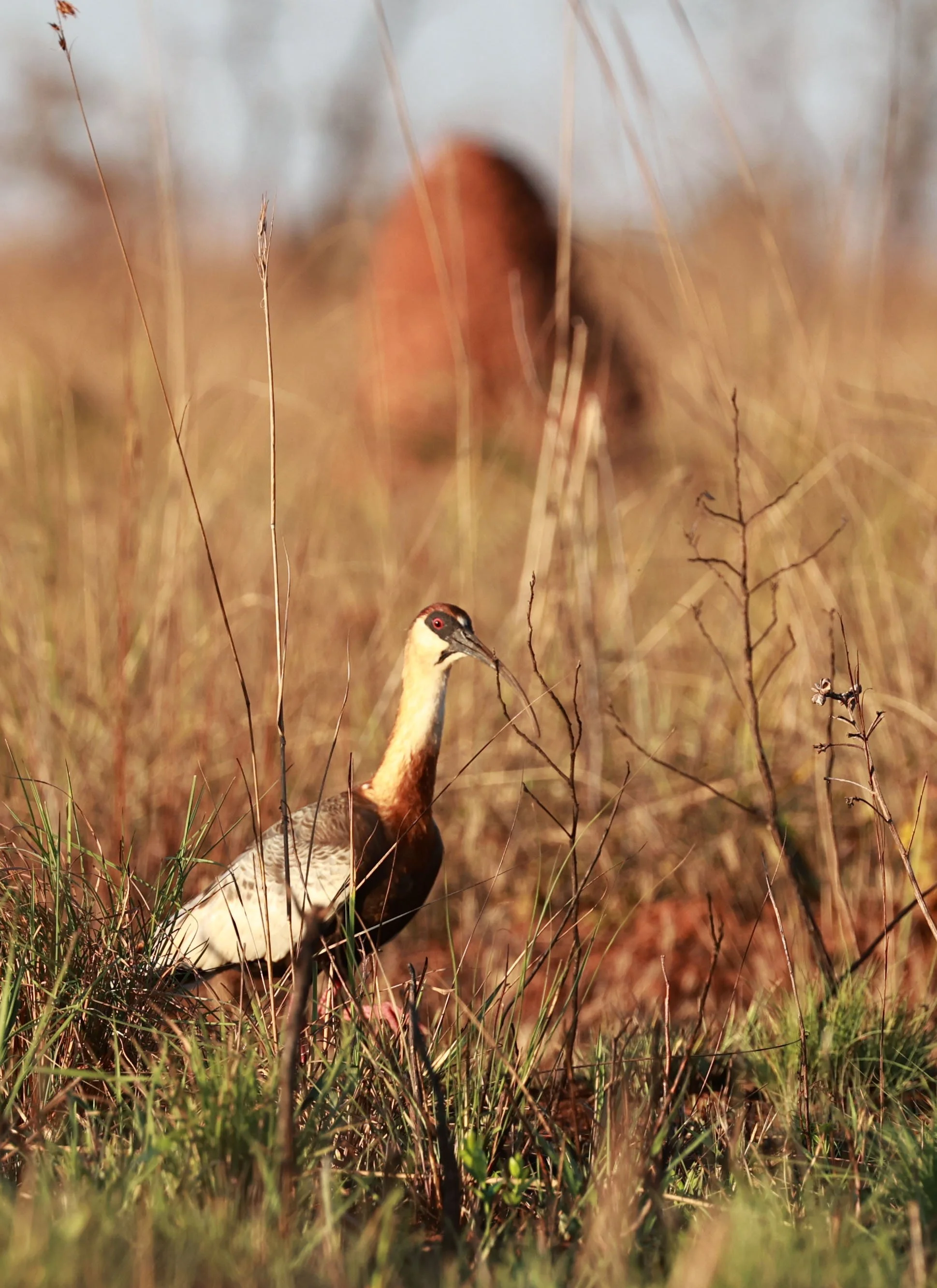 Ibis - Buff-necked Ibis - Theristicus caudatus - Emas National Park, Goias Brazil (5).jpg