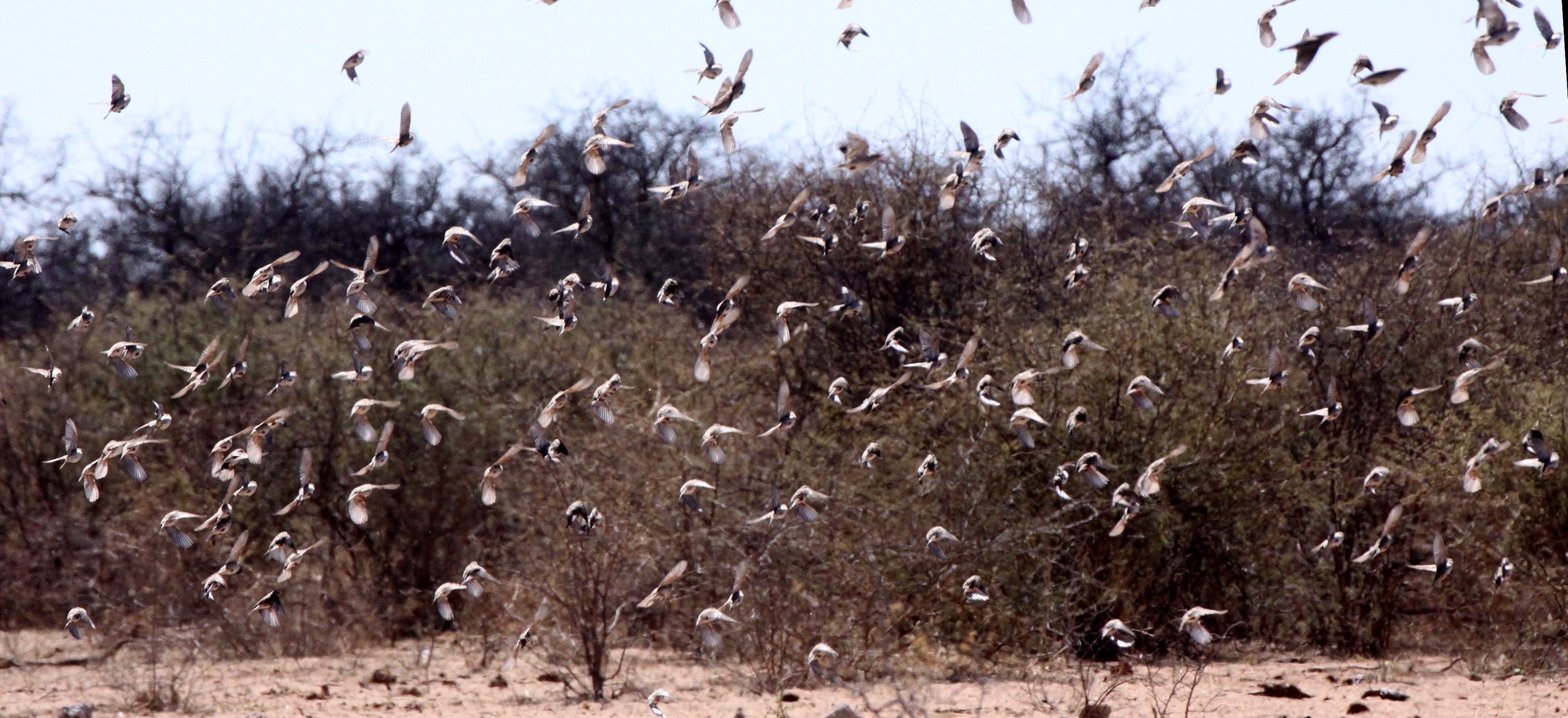 Red-billed Quelea (Quelea quelea) Etosha NP Namibia (2).JPG
