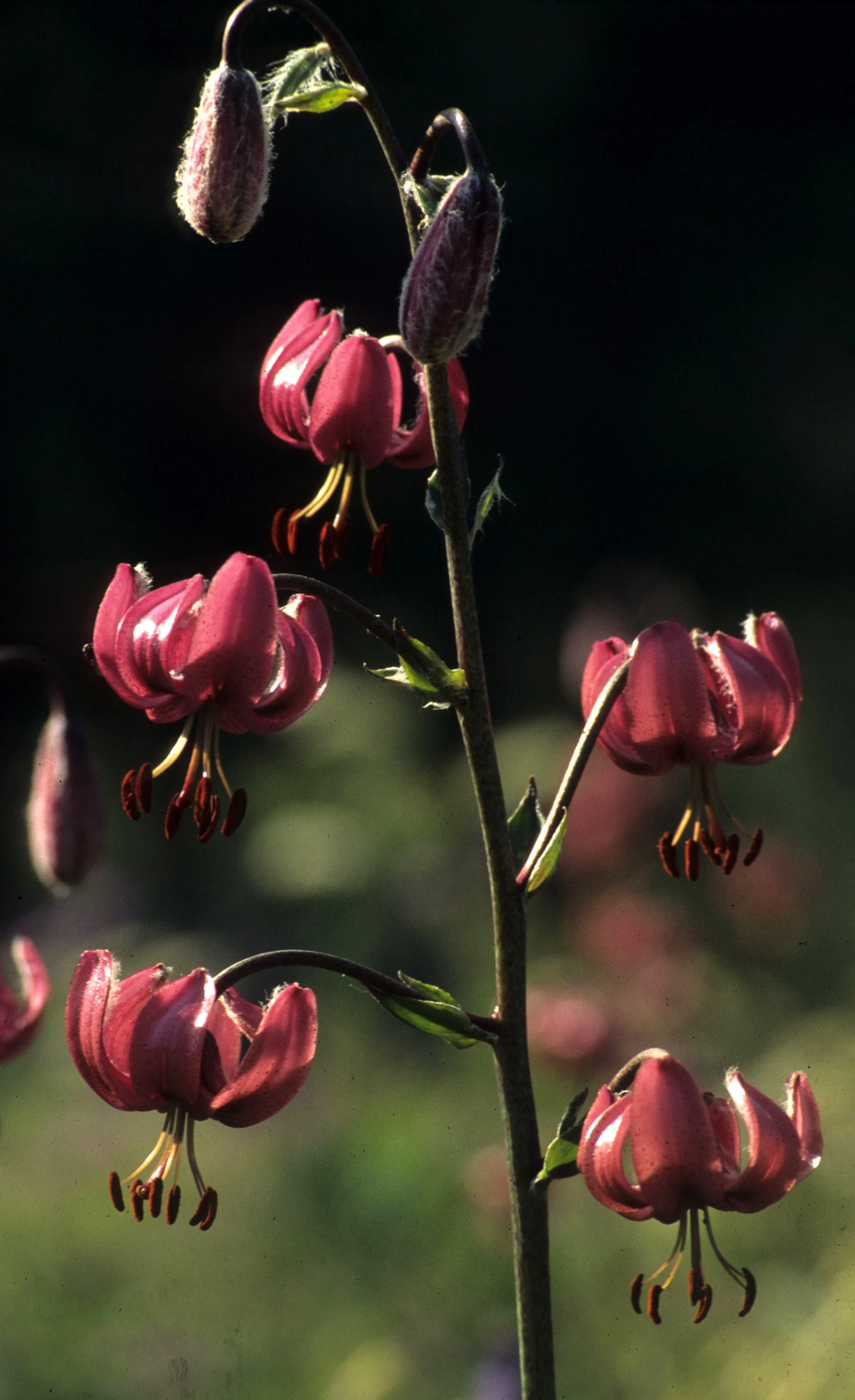 CALIFORNIA - REDWOODS NP - LILY SPECIES IN BLOOM.jpg