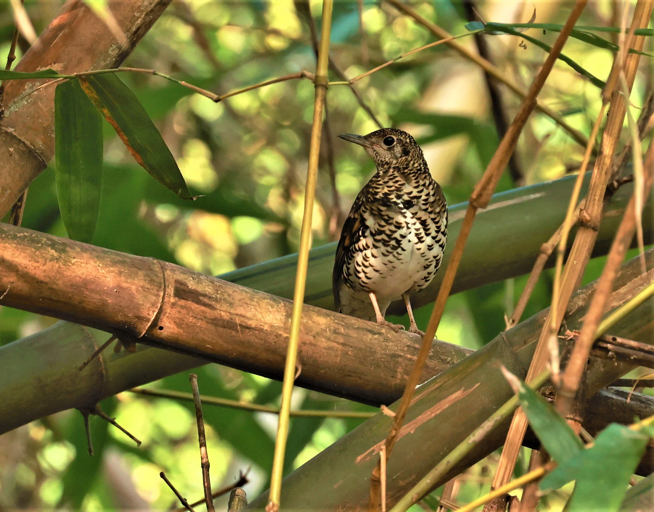 White's Thrush (Zoothera aurea) Putthamonthon Park Nakhon Pathom Thailand (62).jpg