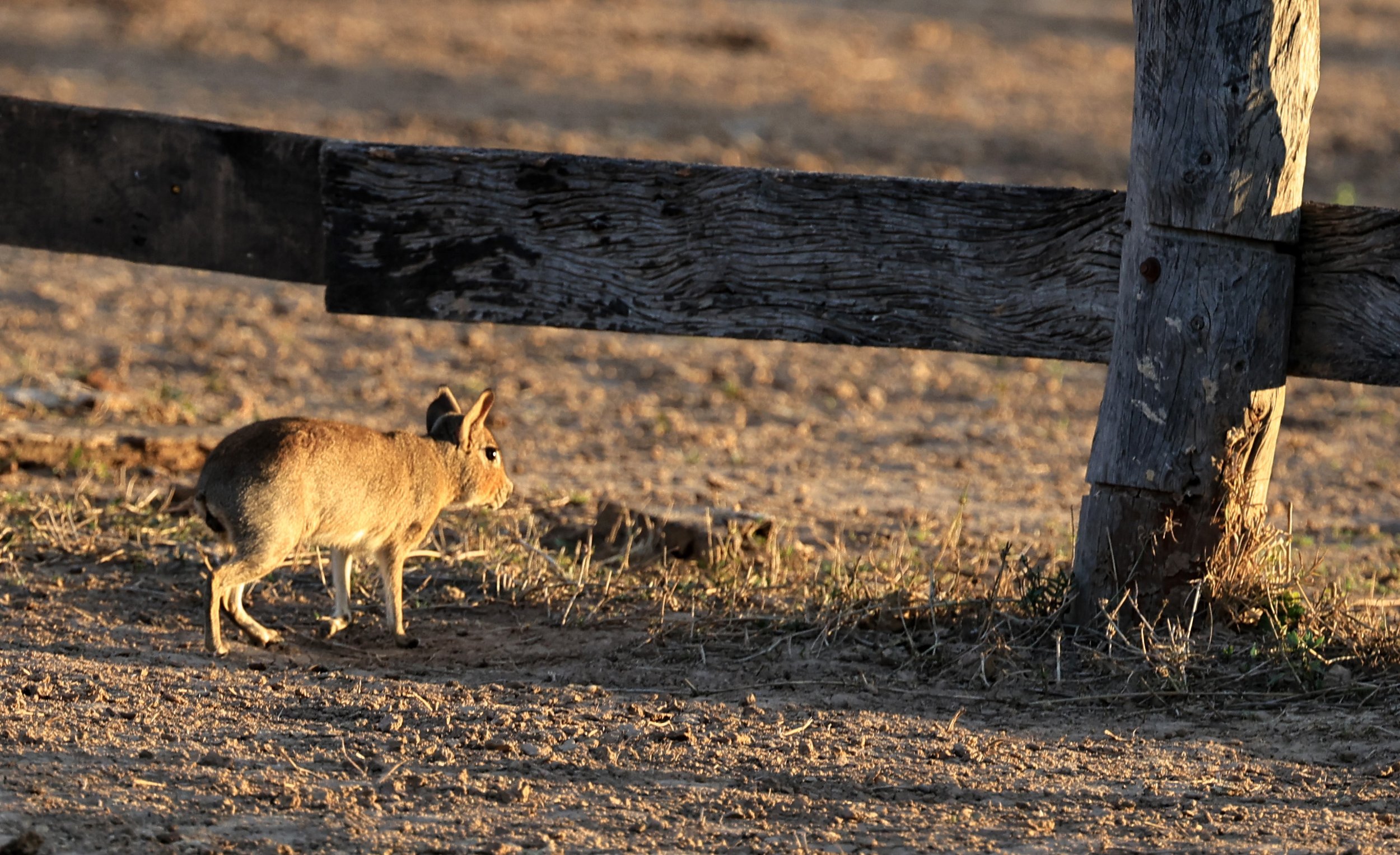 Chacoan Mara (Dolichotis salinicola) Hotel Campestre Iparoma Paraguay (9).jpg