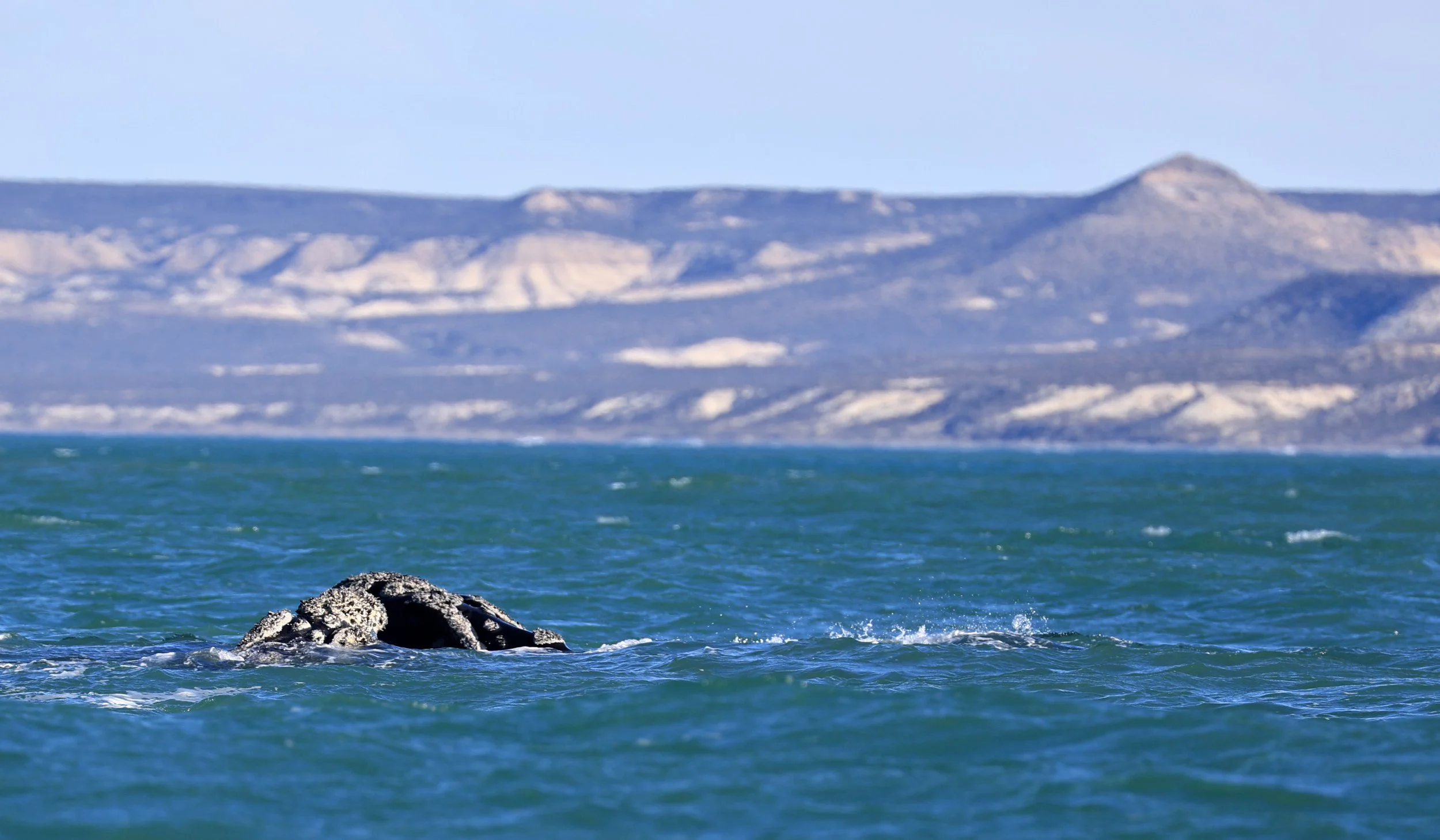 Southern Right Whale (Eubalaena australis) Puerto Rawson Argentina (3).jpg