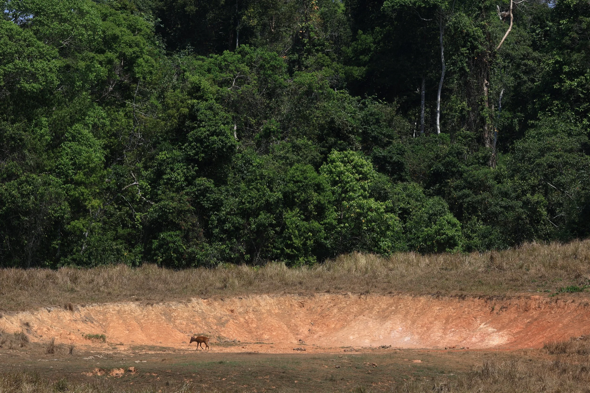 Southern Red Muntjac (Muntiacus muntjak) Khao Yai National Park, Thailand day 4 (6).jpg