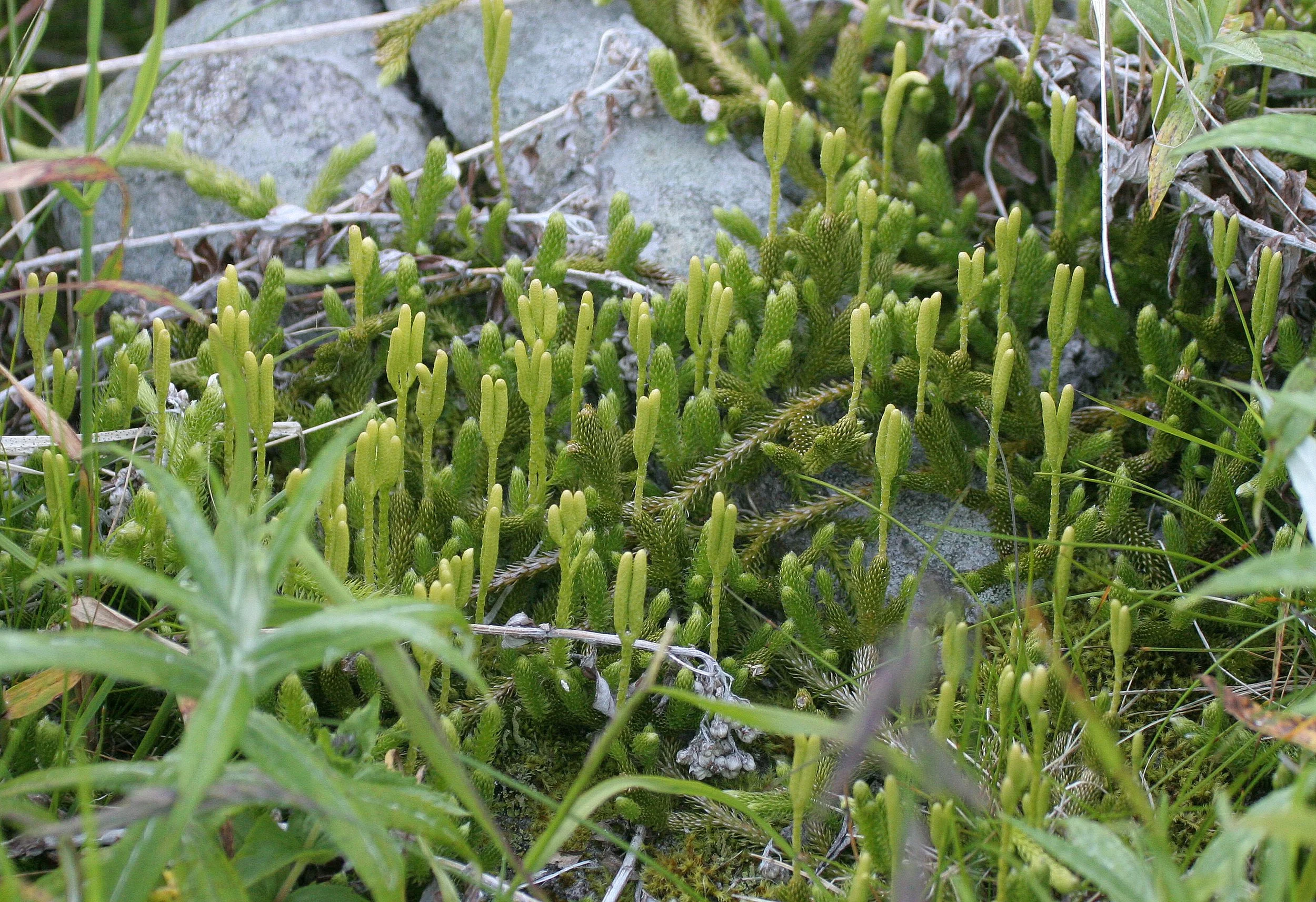 KURIL ISLANDS - FLORA  (101).jpg