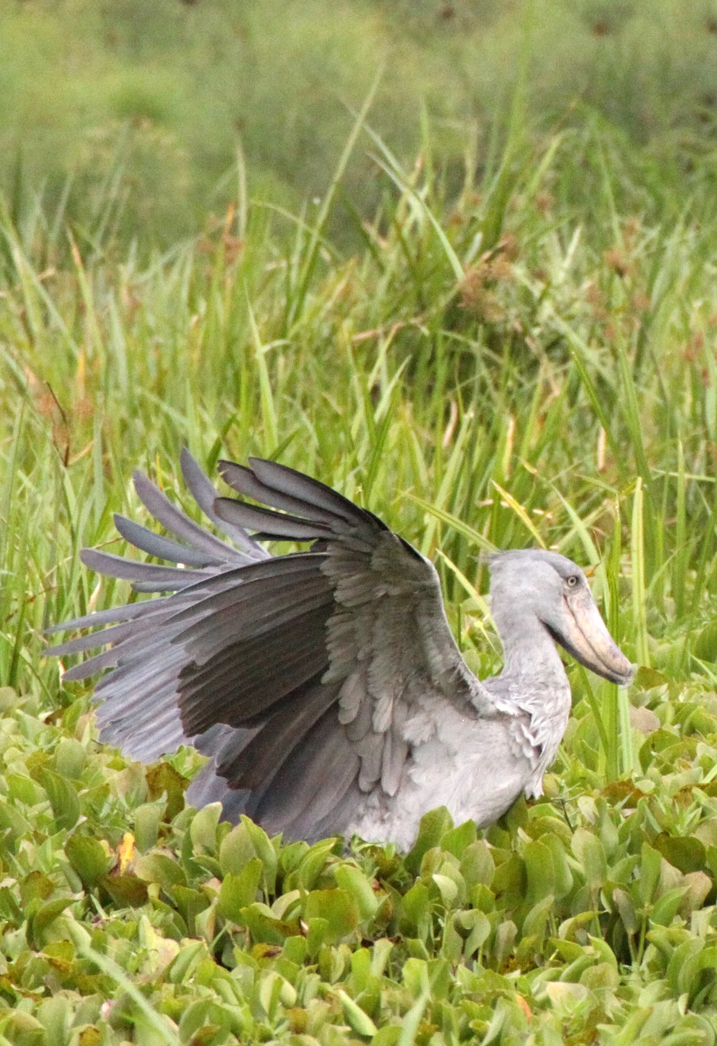 BIRD - STORK - SHOEBILL STORK - MURCHISON FALLS NP UGANDA (20).JPG