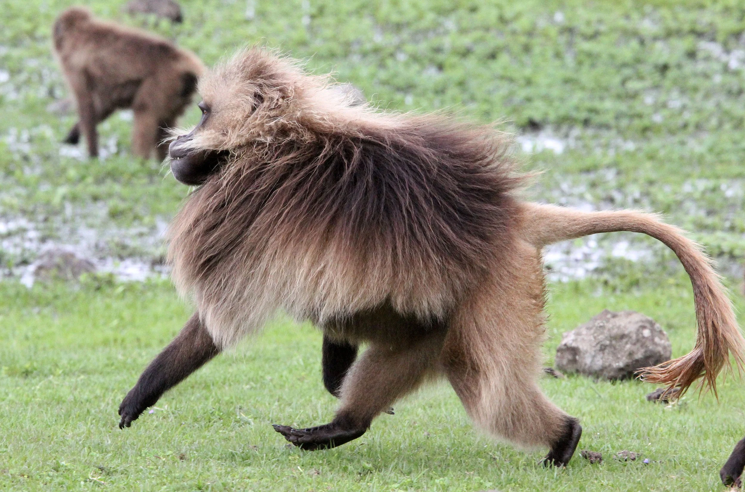 CERCOPITHECIDAE - Theropithecus gelada - GELADA - SIMIEN MOUNTAINS NATIONAL PARK ETHIOPIA (1753).JPG
