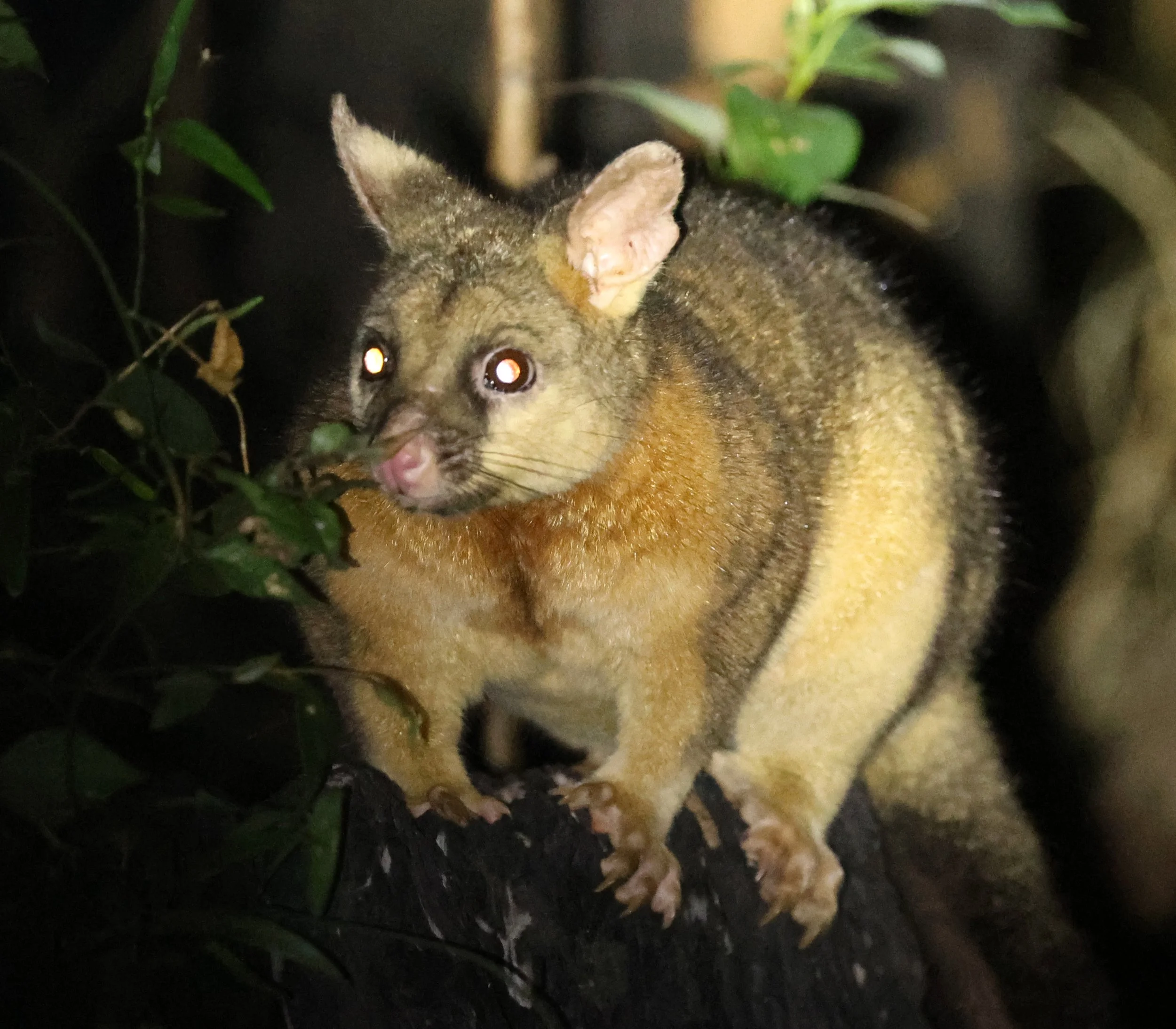 Southeastern Common Brushtail Possum (Trichosurus vulpecula vulpecula) Binna Burra Lamington NP - Queensland