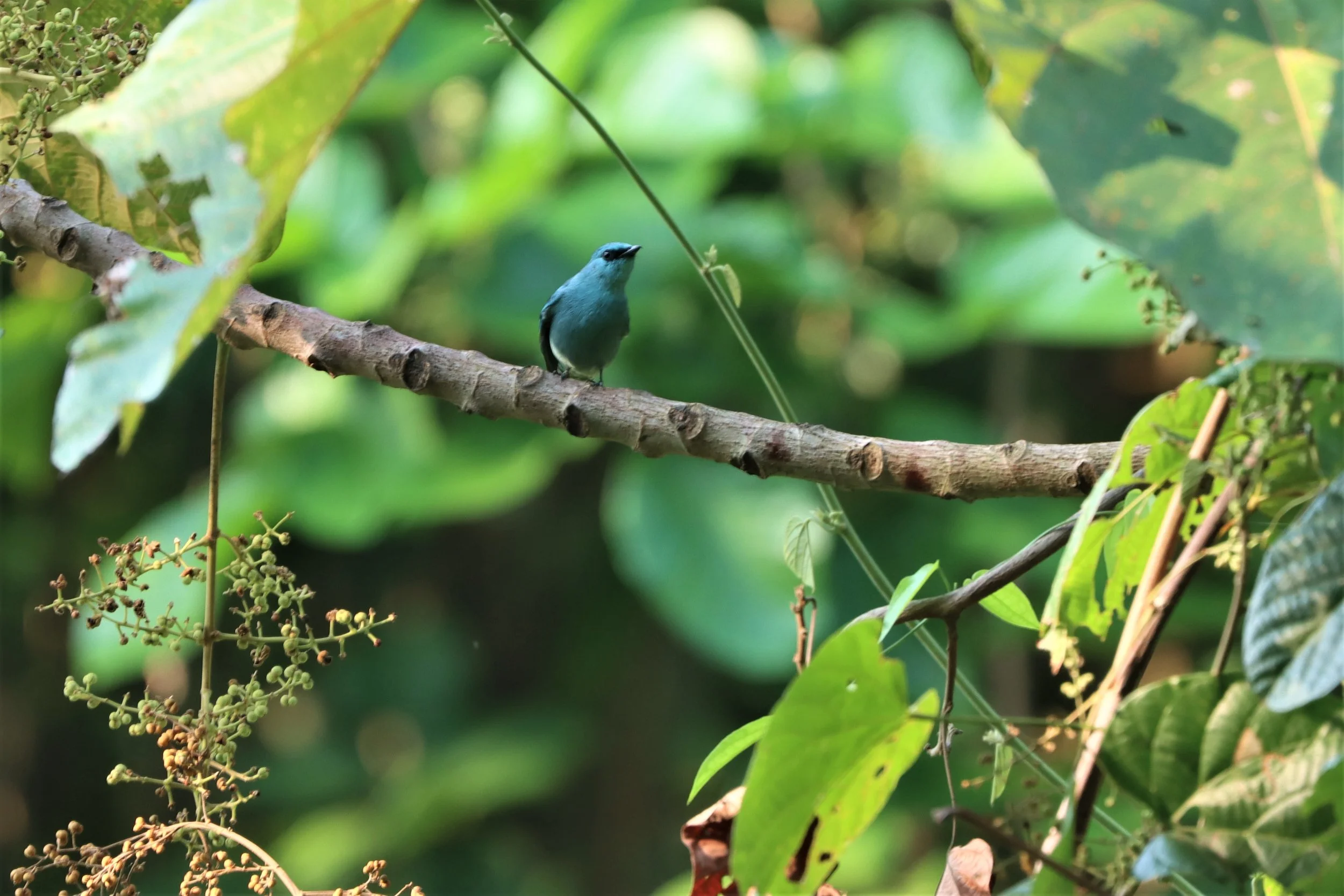 FLYCATCHER - VERDITER FLYCATCHER - Eumyias thalassina - KHAO YAI.jpg