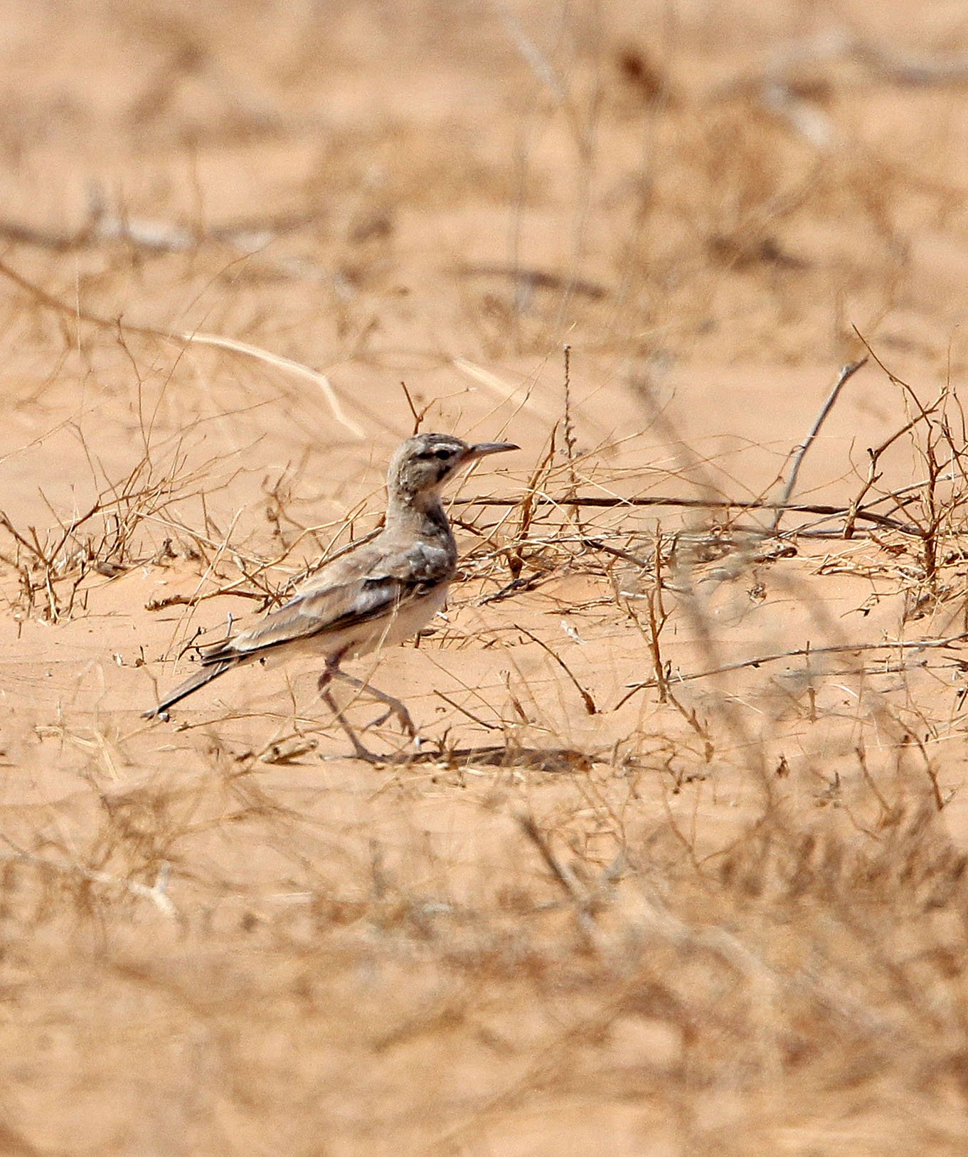 Greater Hoopoe-Lark (Alaemon alaudipes) Jebil NP Tunisia (2).JPG