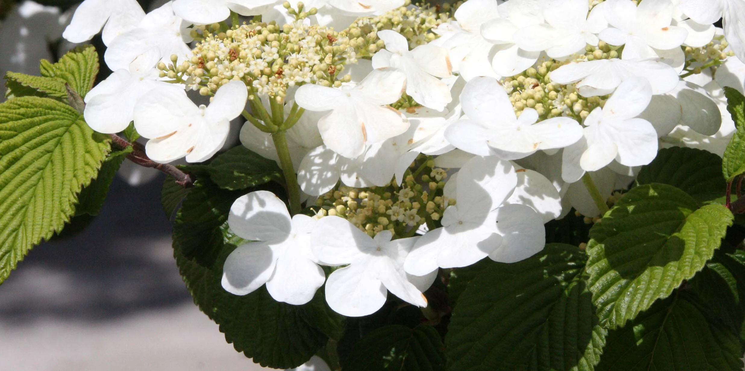 2010-4-10 SACRAMENTO CALIFORNIA - LIEN'S TEMPLE & COSUMNES MEMORIAL (4).JPG