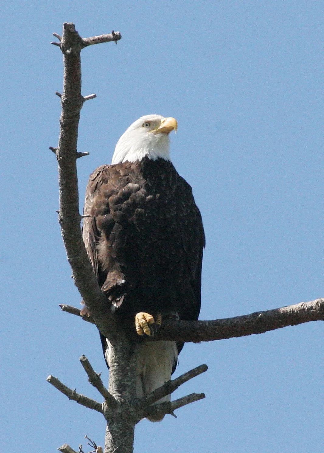 Haliaeetus leucocephalus - AMERICAN BALD EAGLE - CLINE SPIT OVERLOOK SEQUIM WA (35).JPG