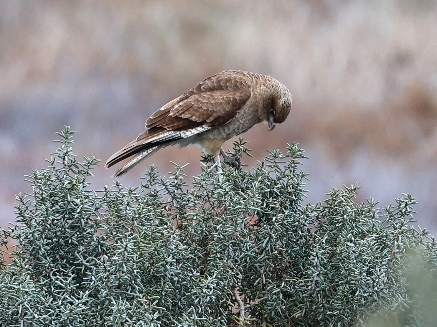 Chimango Caracara (Daptrius chimango) Lagunas del Ornitólogo, Trelew Argentina (13).jpg