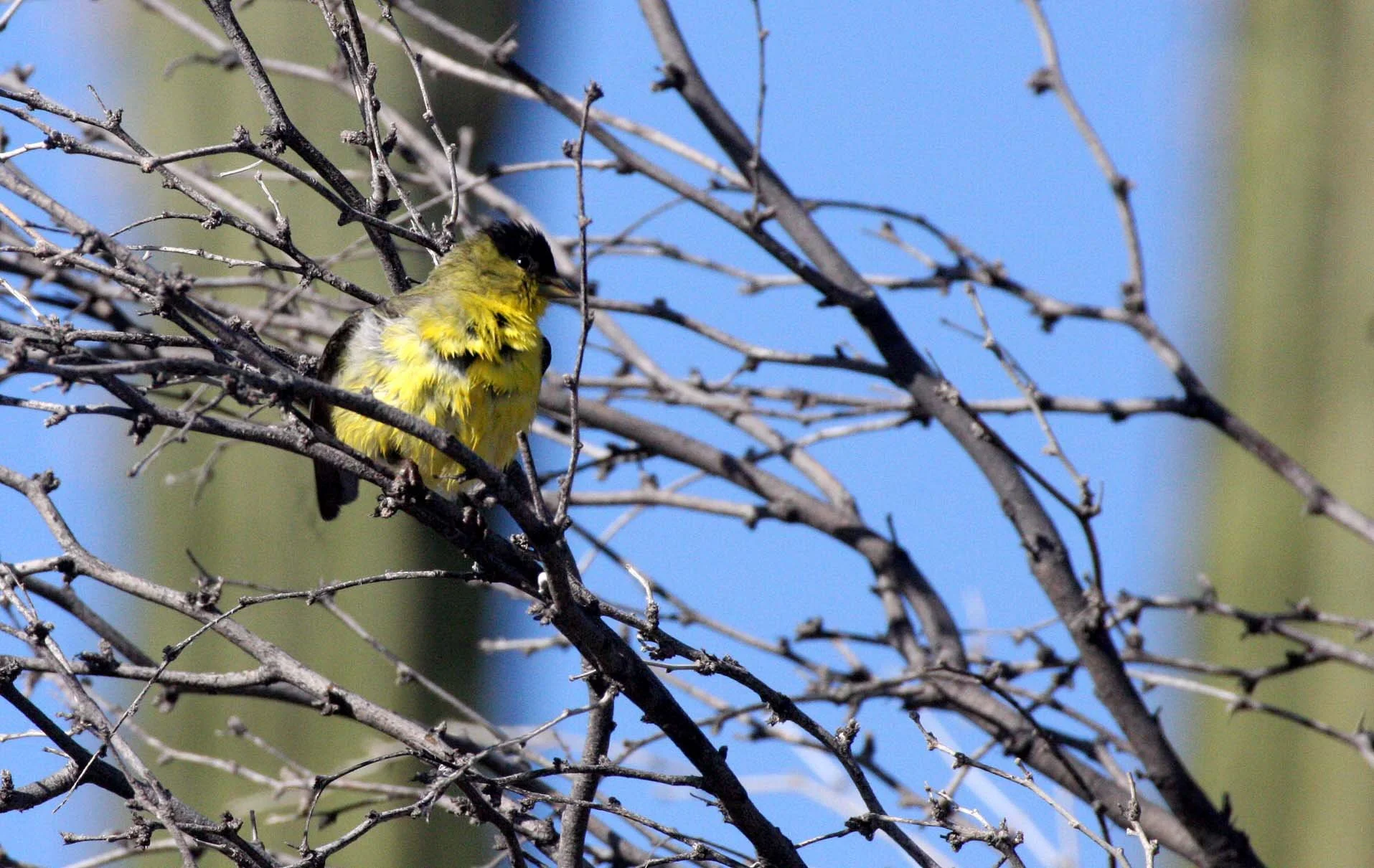Lesser Goldfinch (Spinus psaltria) Catavina Desert, Baja Mexico (5).JPG