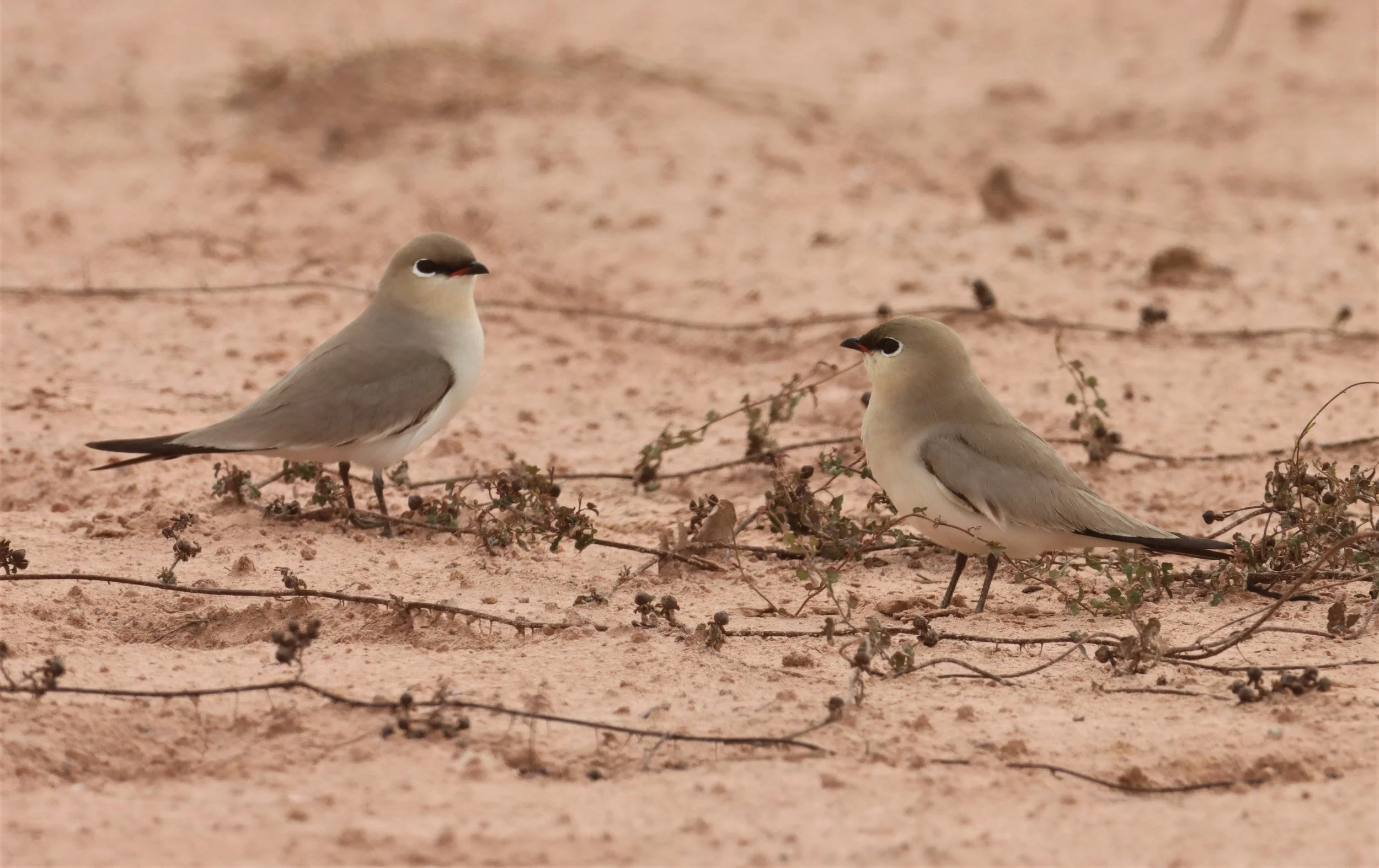 PRATINCOLE - SMALL PRATINCOLE - Glareola lactea - KABIN BURI WETLANDS 15KM OUT ON 304 (127).jpg