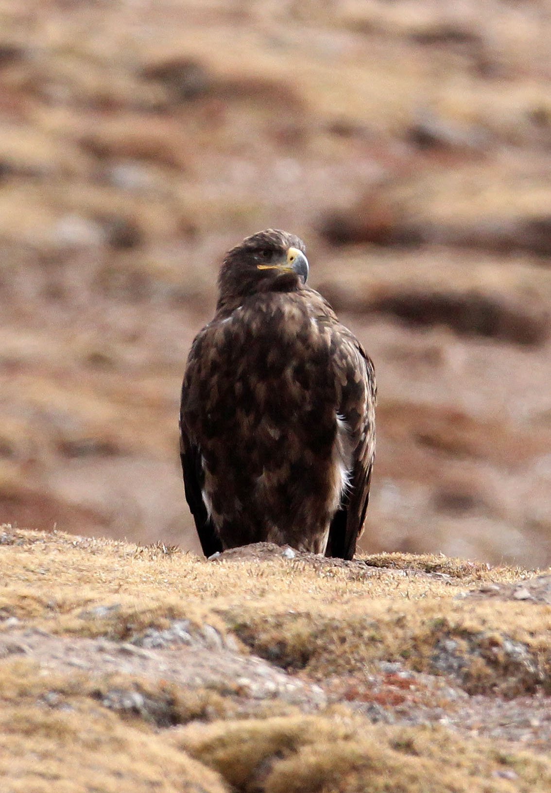 Aquila chrysaetos daphanea - HIMALAYAN (ASIAN) GOLDEN EAGLE -  KEKEXILI NATIONAL RESERVE - QINGHAI PROVINCE - WEST OF QUMALAI (19).JPG