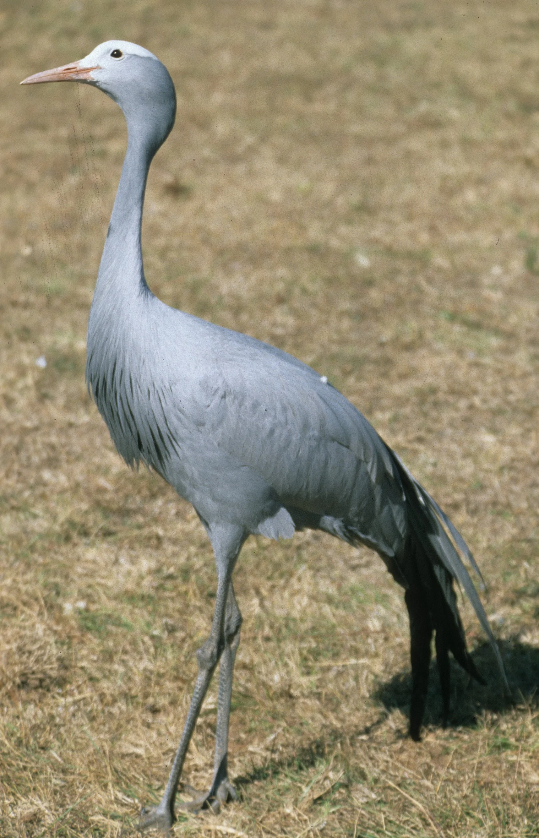 BIRDS - CRANE - BLUE - KRUGER H.jpg