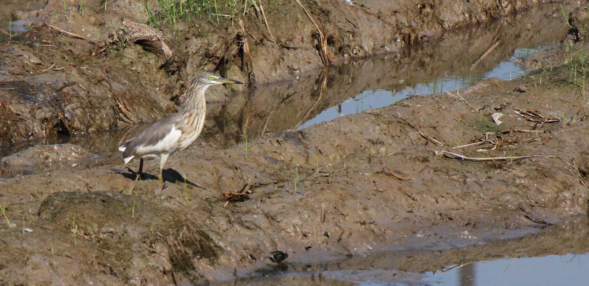 HERON - CHINESE POND HERON - Ardeola bacchus - AYUDTHAYA THAILAND (2).JPG