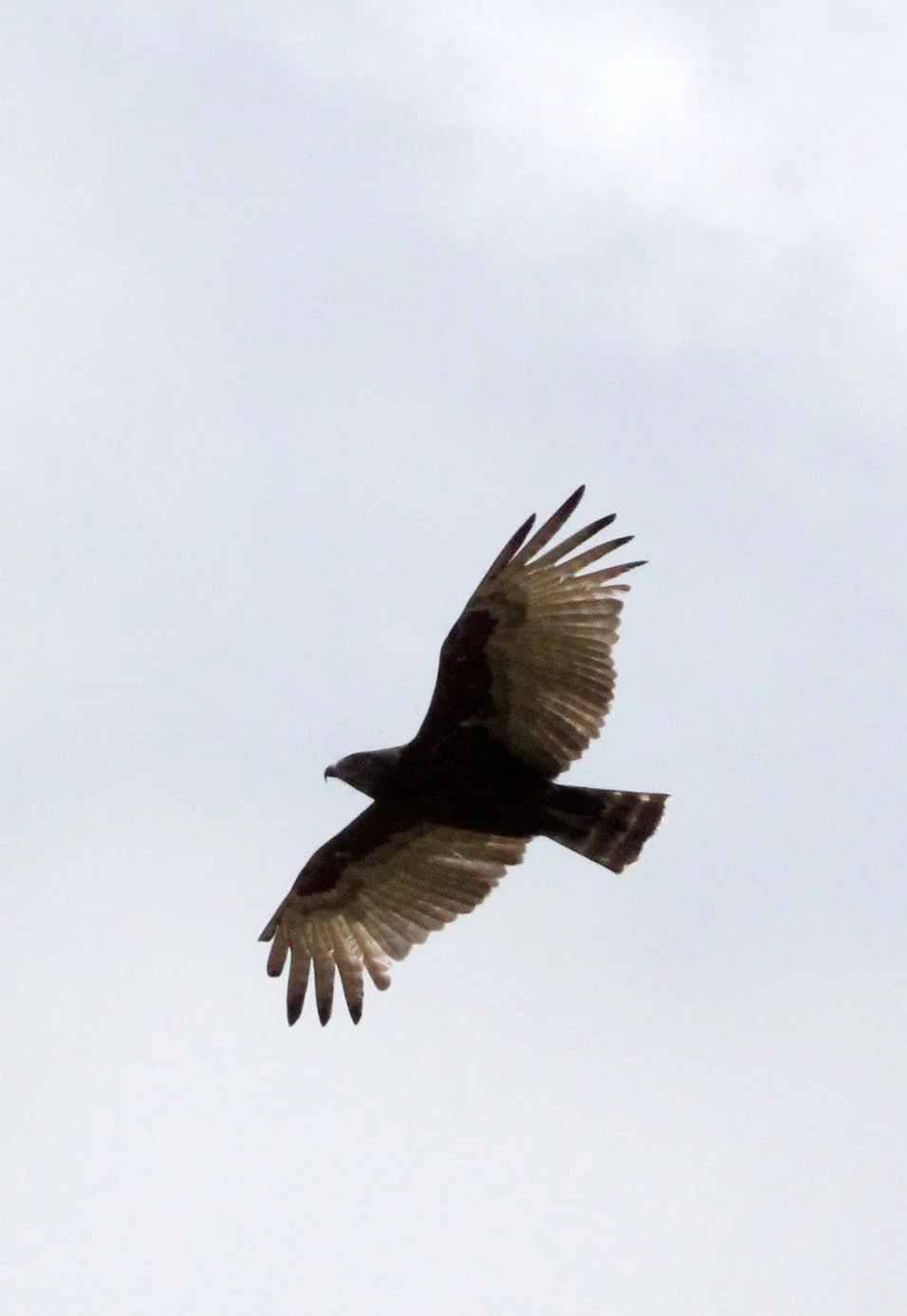 Buteo buteo - COMMON BUZZARD - MASAI MARA NATIONAL PARK KENYA (4).JPG