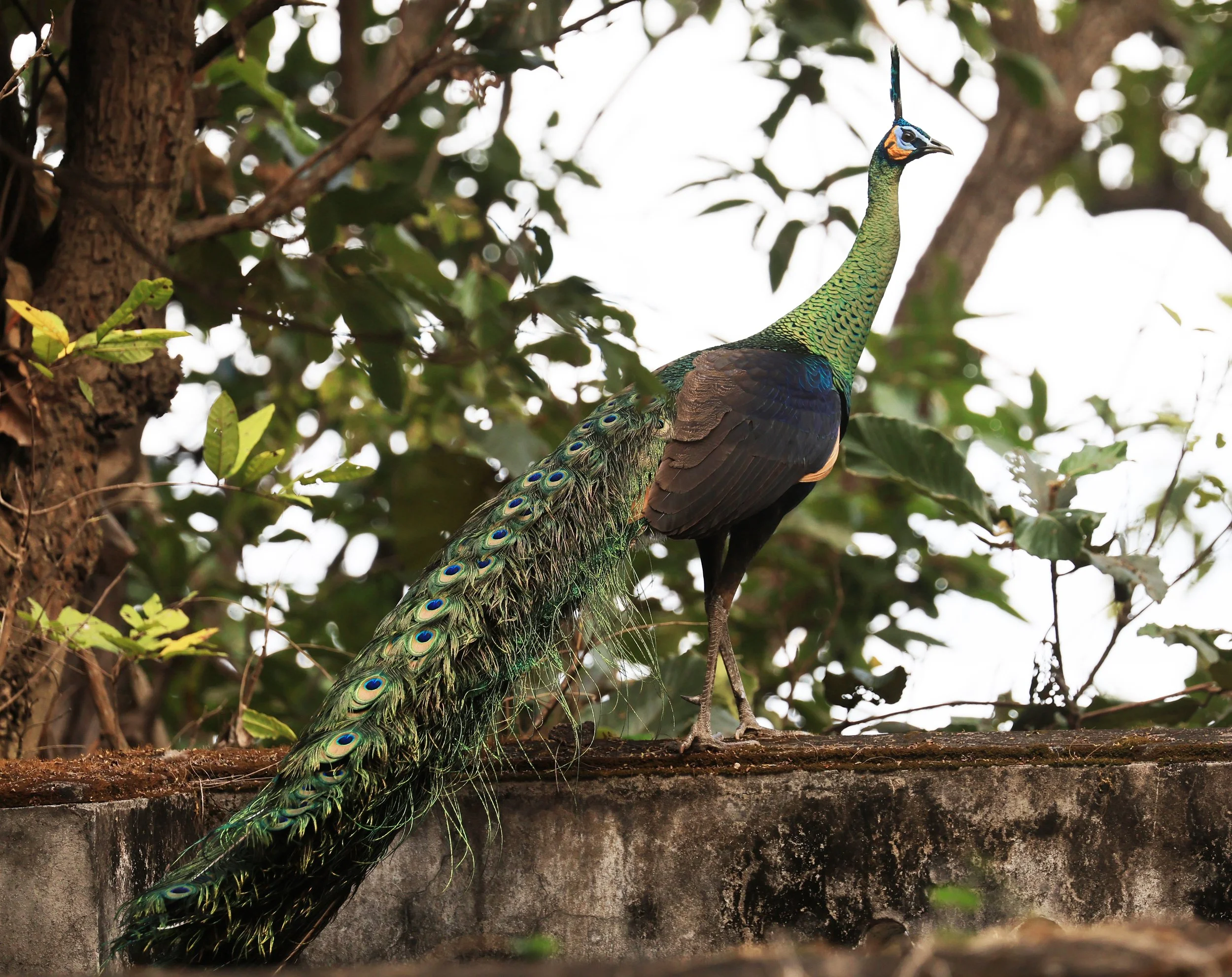 Green Peafowl (Pavo muticus) Doi Butsarakham Phayao Province (17).jpg